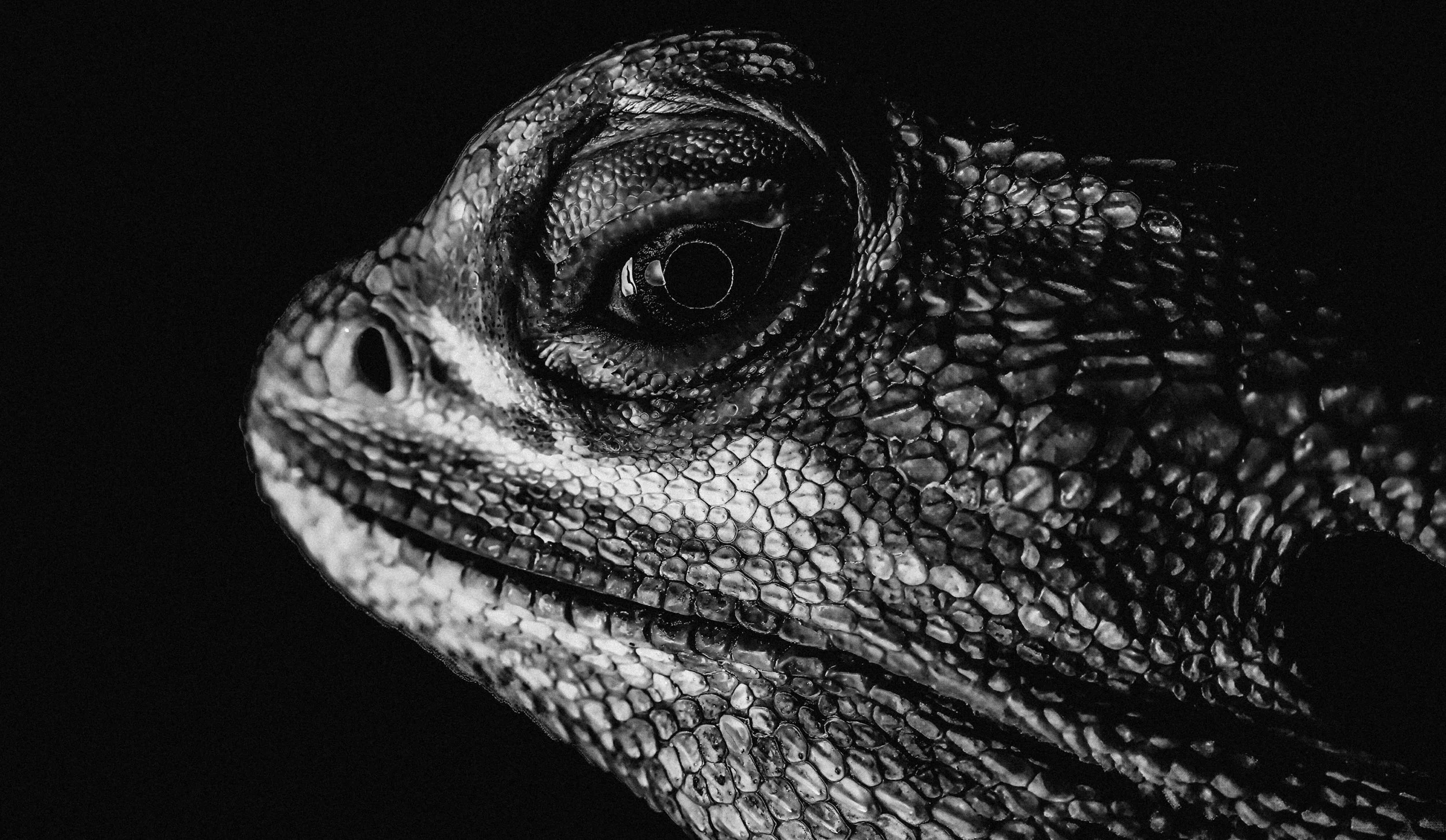 197-BeardieEyePB126163-topaz-sharpen-wonder-lighting-crop.jpg
