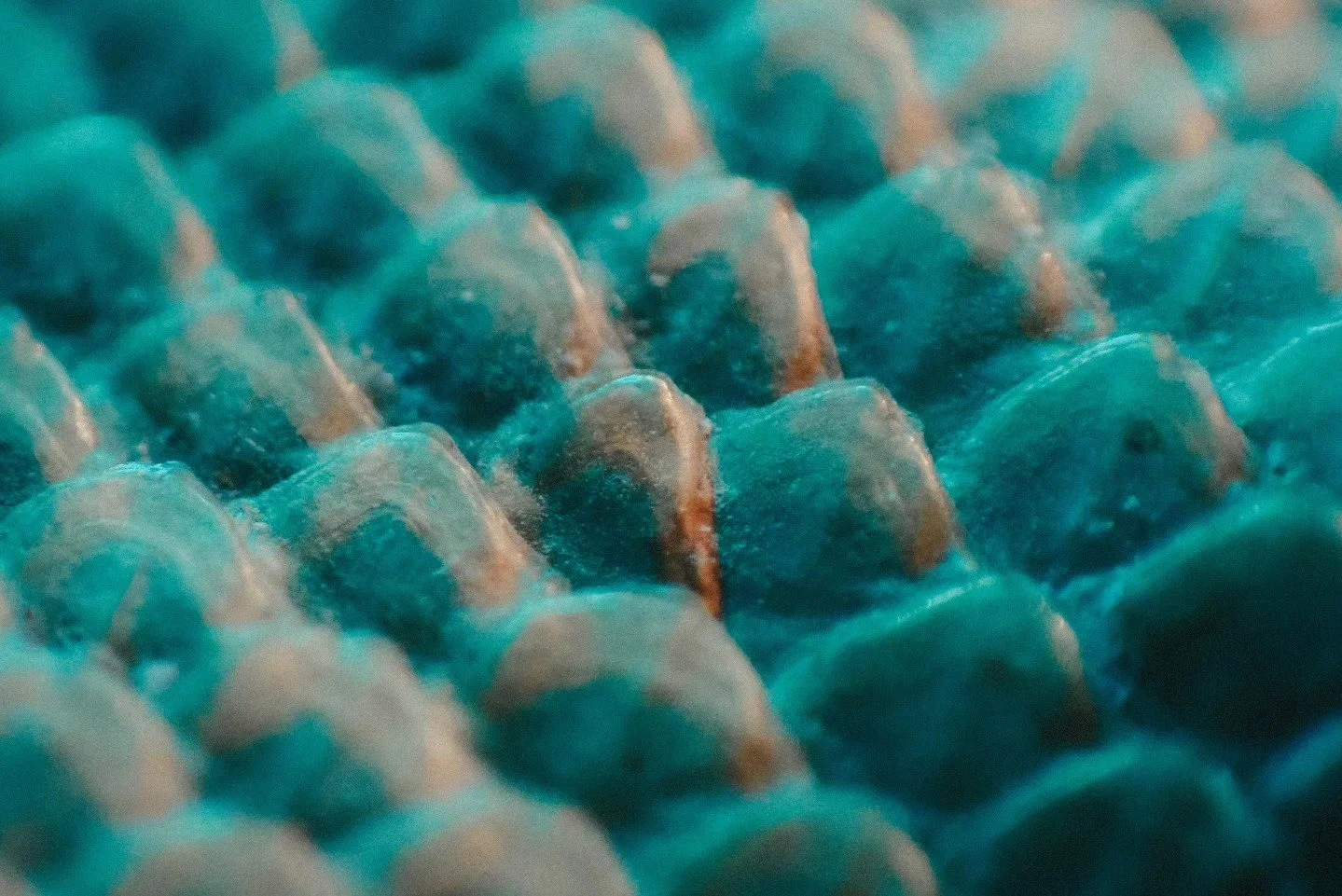 Scales Macro.jpg