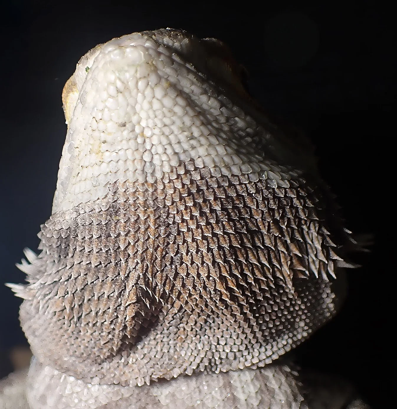 268-Beardie3PB126148-topaz-sharpen-remove-denoise-sharpen-upscale-2x-crop.jpg