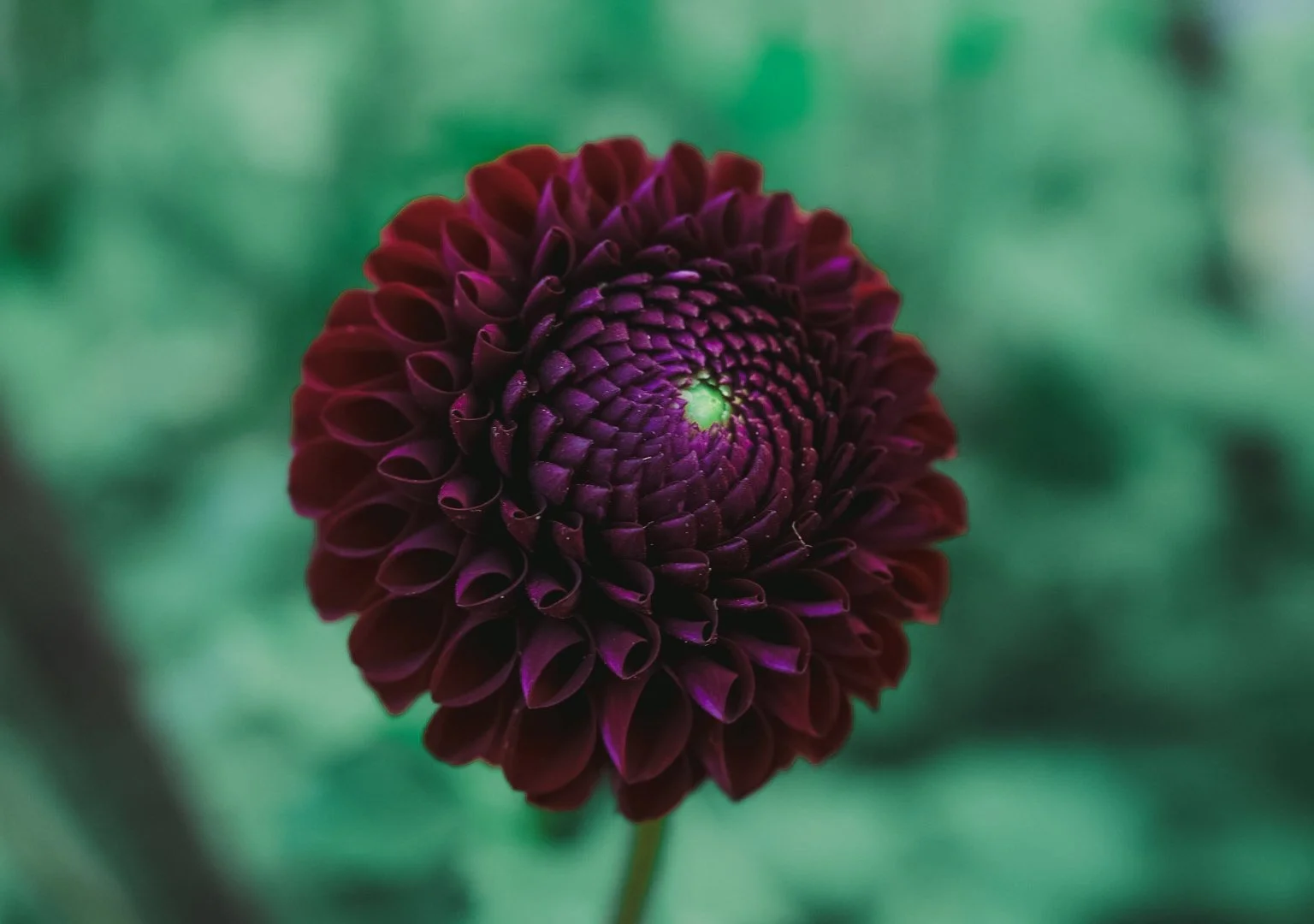 29-6H0A7890.jpg