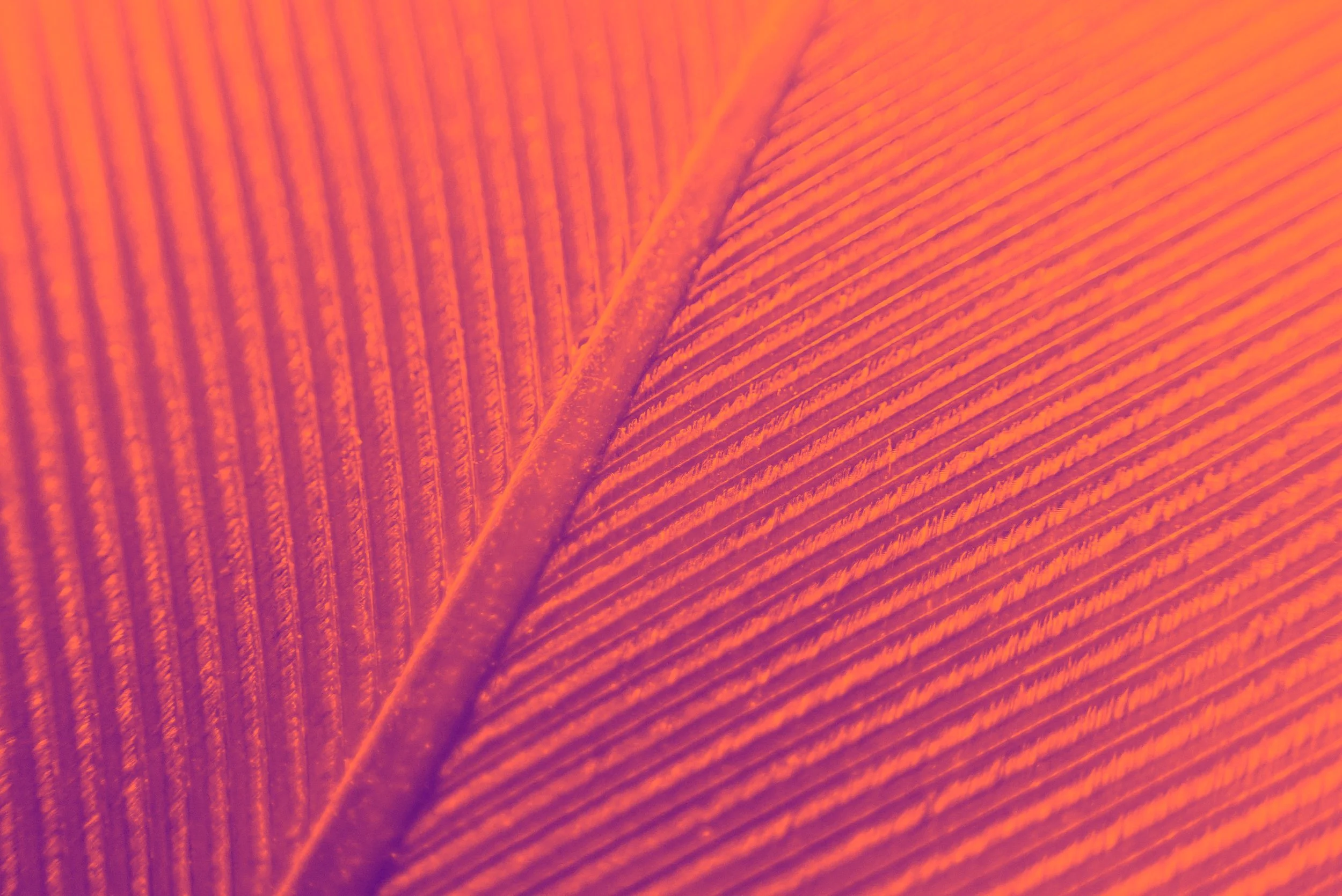 PSX_20240620_074501 (1).jpg