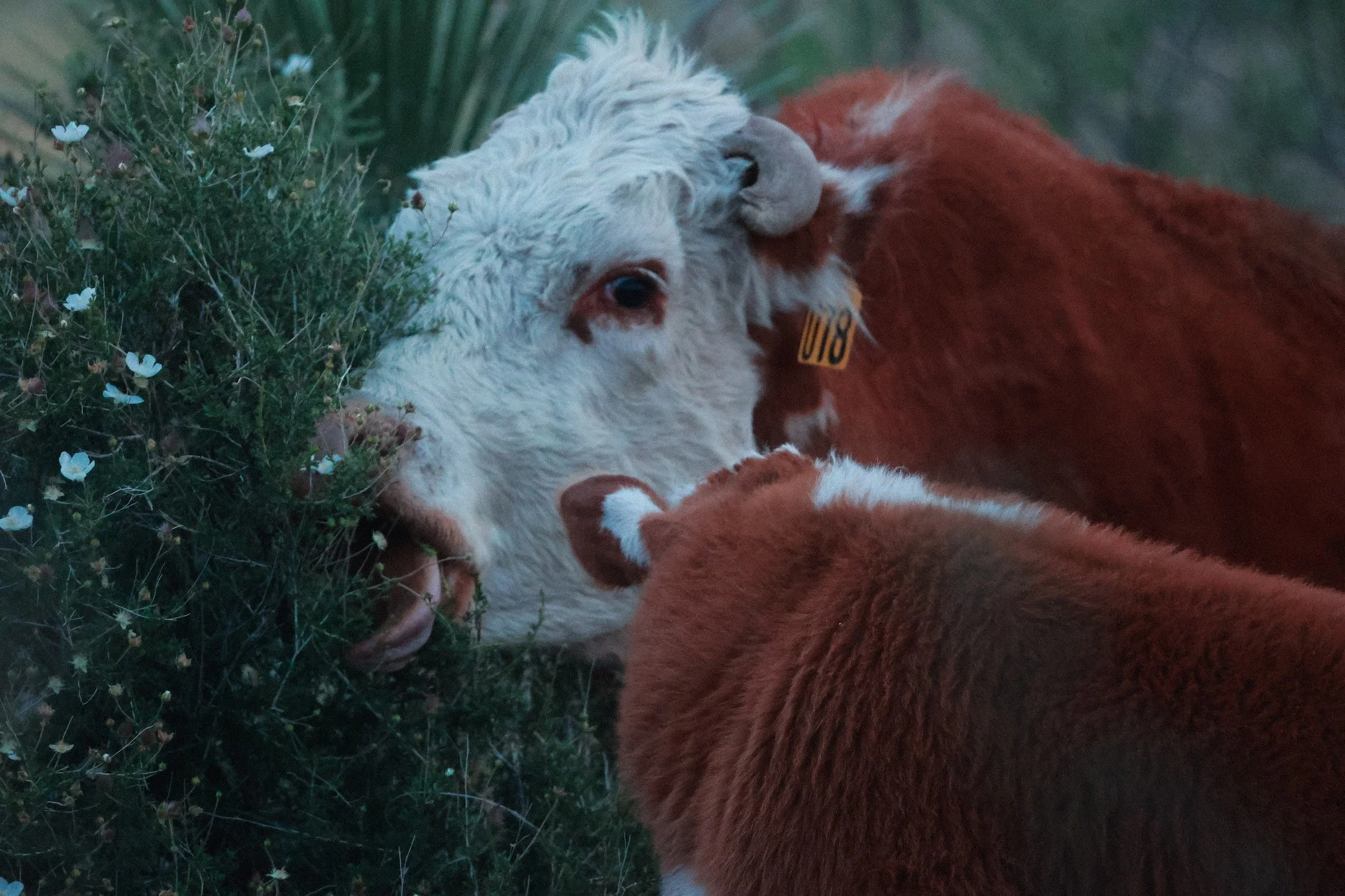 Cows > (Most) Humans