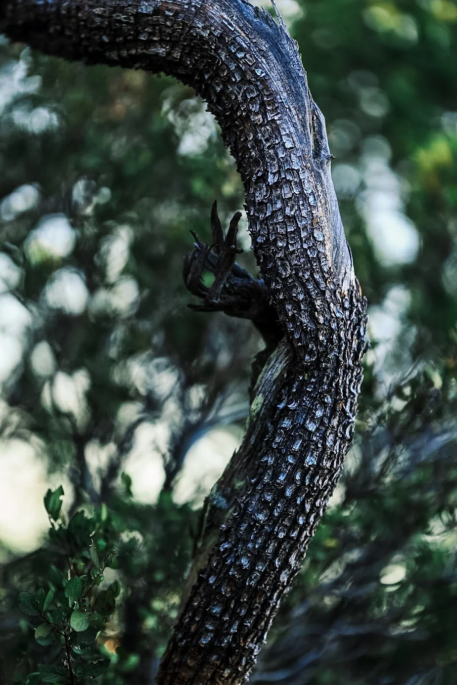Desert Flora & Fauna