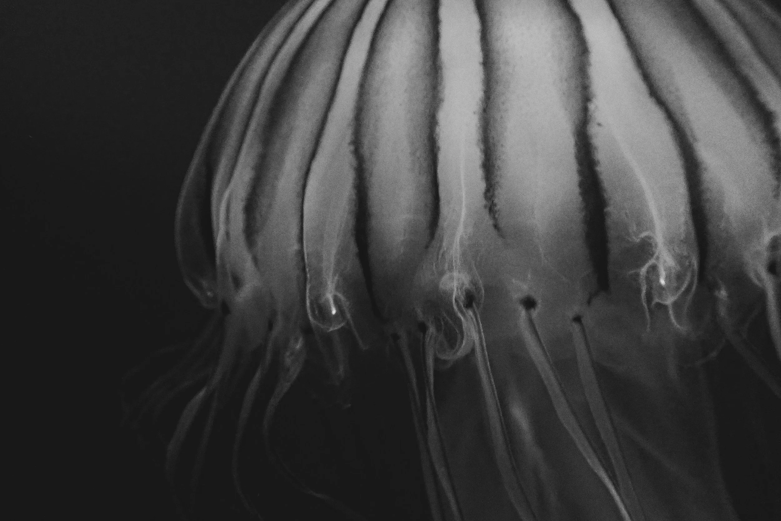 Monochrome Creations