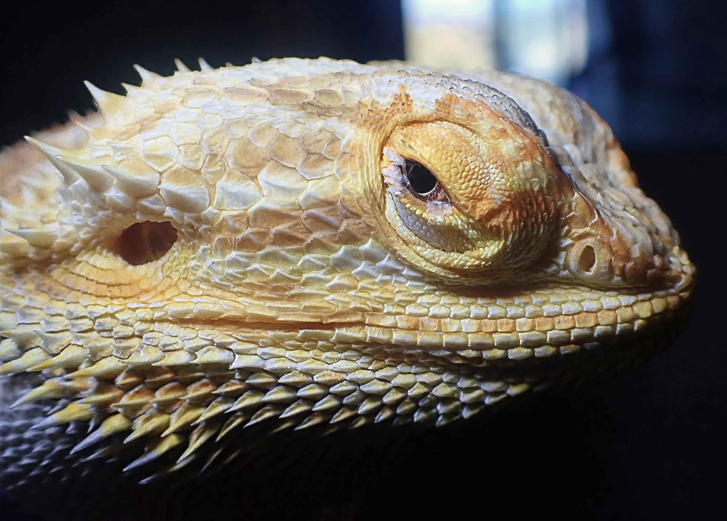 93-Beardie2PB126135-topaz-sharpen-lighting-sharpen-upscale-2x-color-crop.jpg