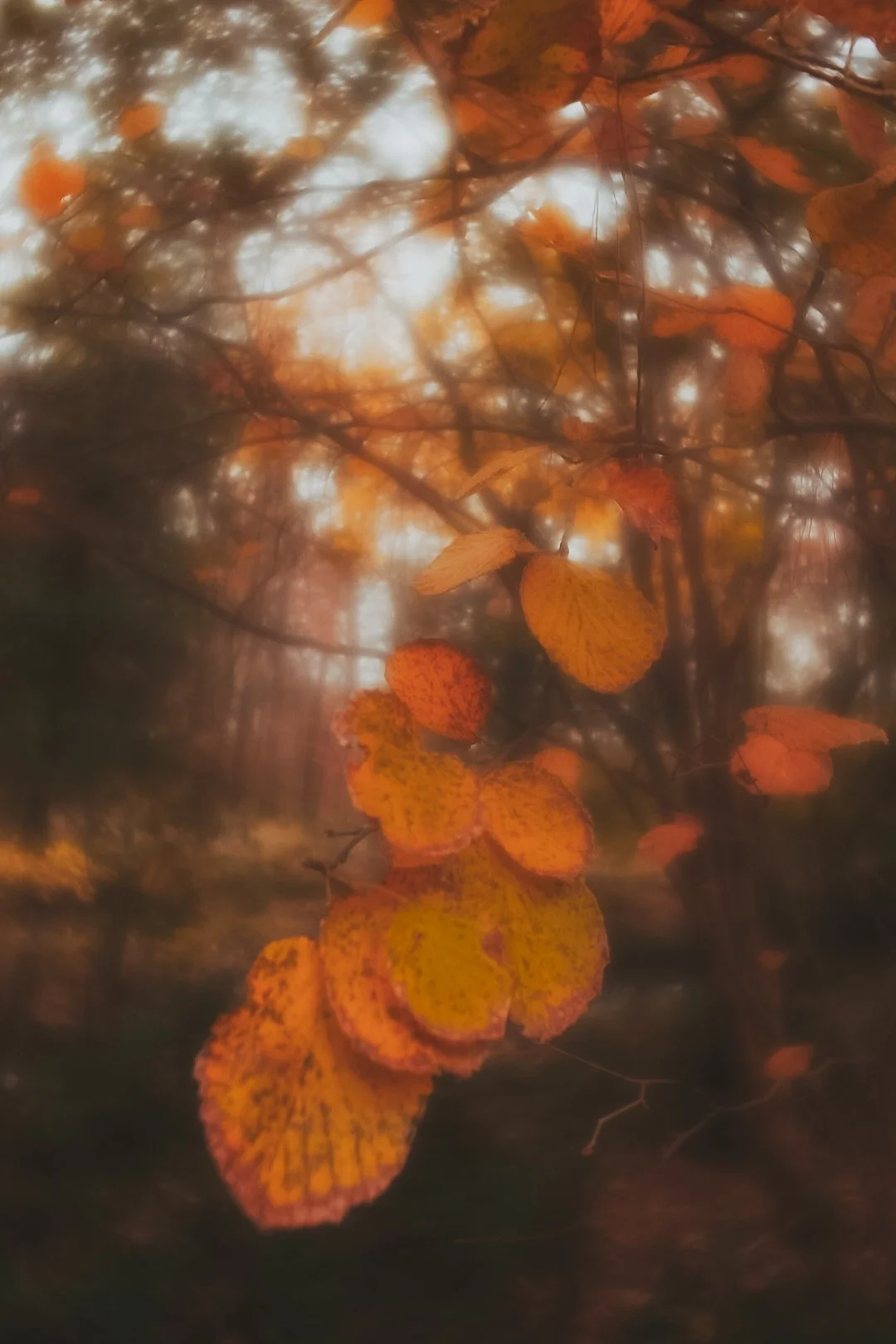 Sylvotherapy (Shinrin-Yoku, Forest Bathing) Practitioner Session