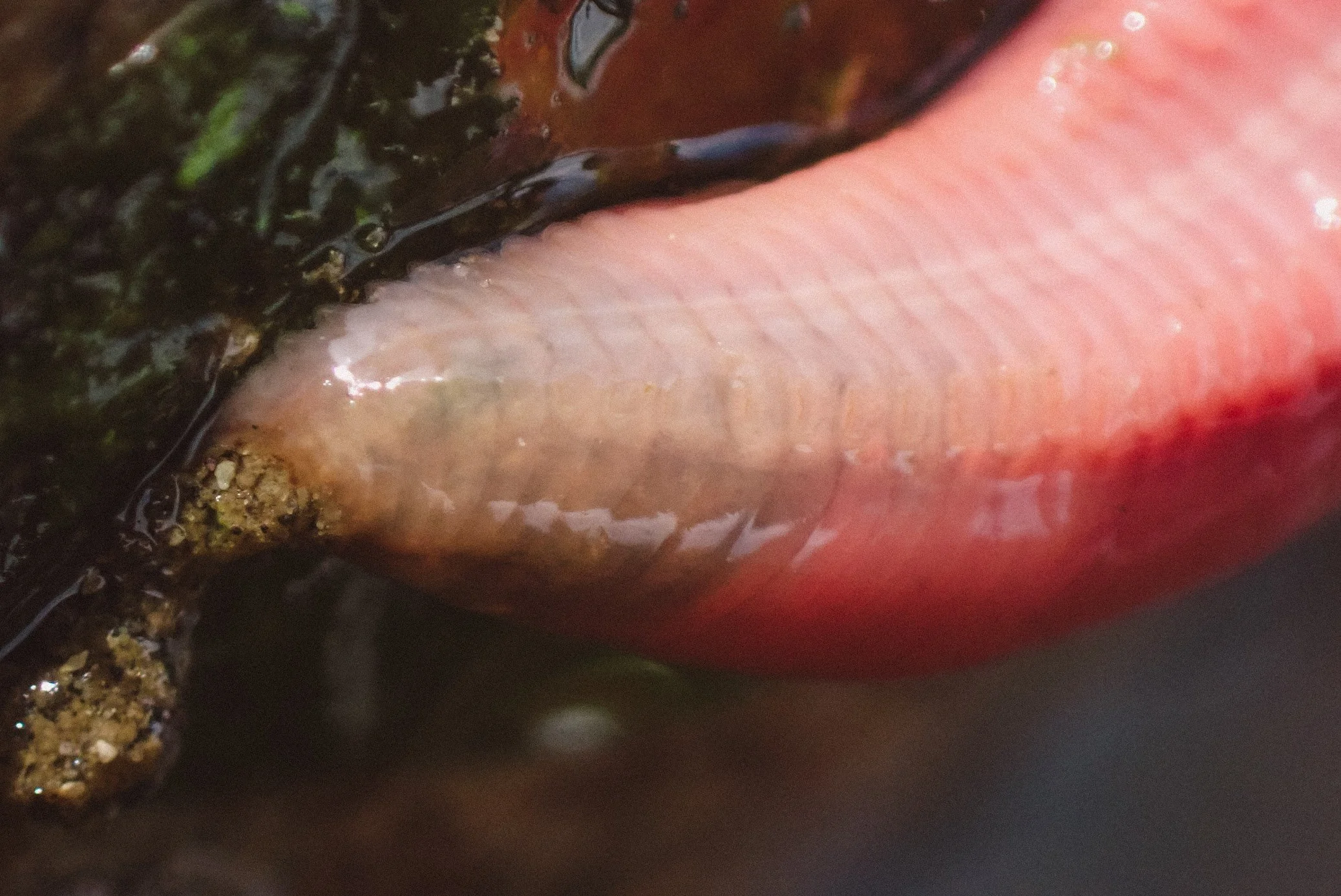 A Dose of Marine Biology