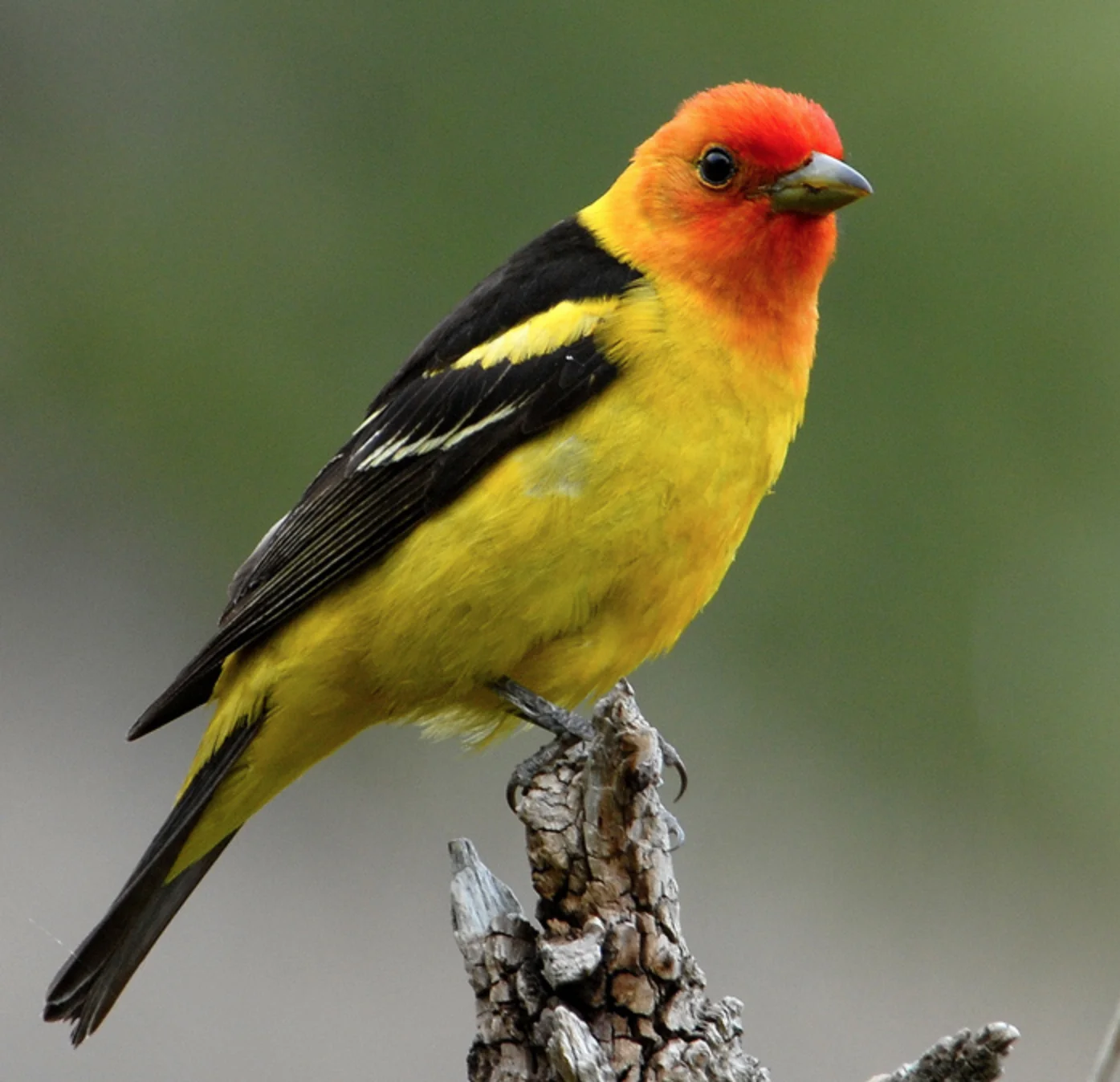 western tanager.jpg