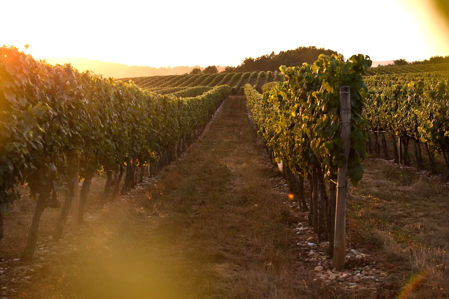 Vineyard rows with grapevines under a setting sun, golden light illuminating the landscape.