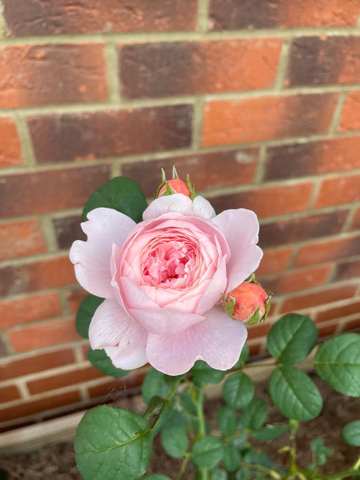 A pink rose flower with two rosebuds against a brick wall.