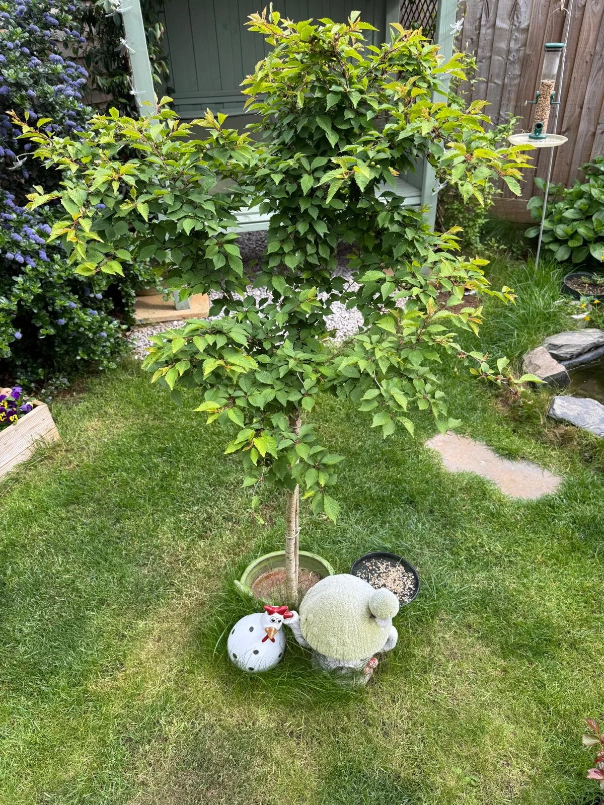 A small garden area with a young tree in a pot, decorated with a plush sheep and a chicken figurine. Surrounding the tree are flowering bushes, rocks, and a bird feeder, with a background of a green shed and wooden fencing.