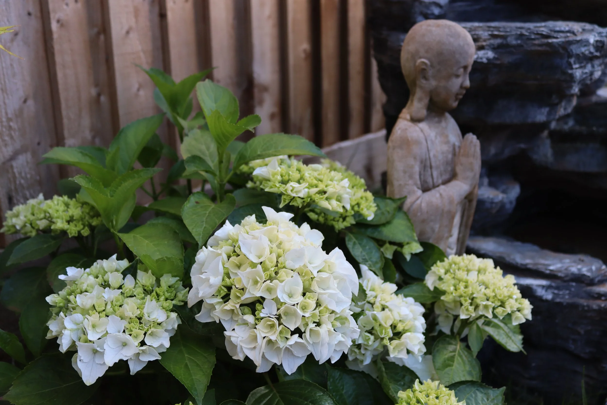 Budha with flower.jpg