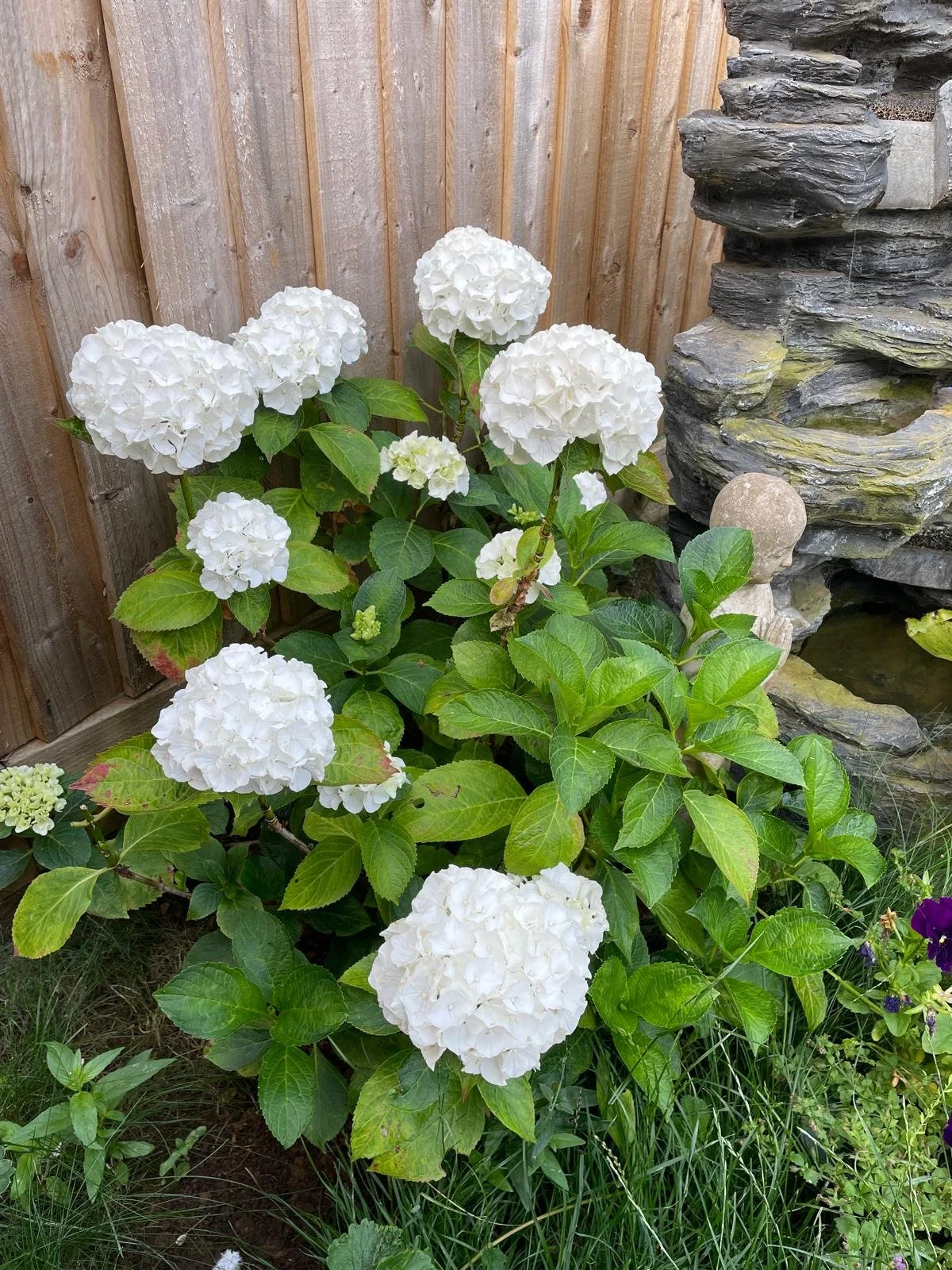 White hydrangea flowers in a garden with green leaves, a wooden fence in the background, and a rock fountain to the right.