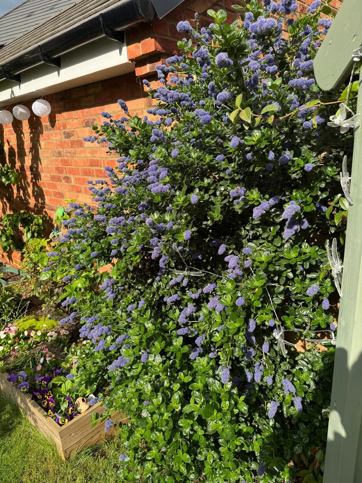 A large garden shrub with purple flowers and green leaves growing against a red brick wall. A garden bed with colorful flowers is in the foreground, and part of a green wooden structure with decorative dragonfly string lights is on the right side.