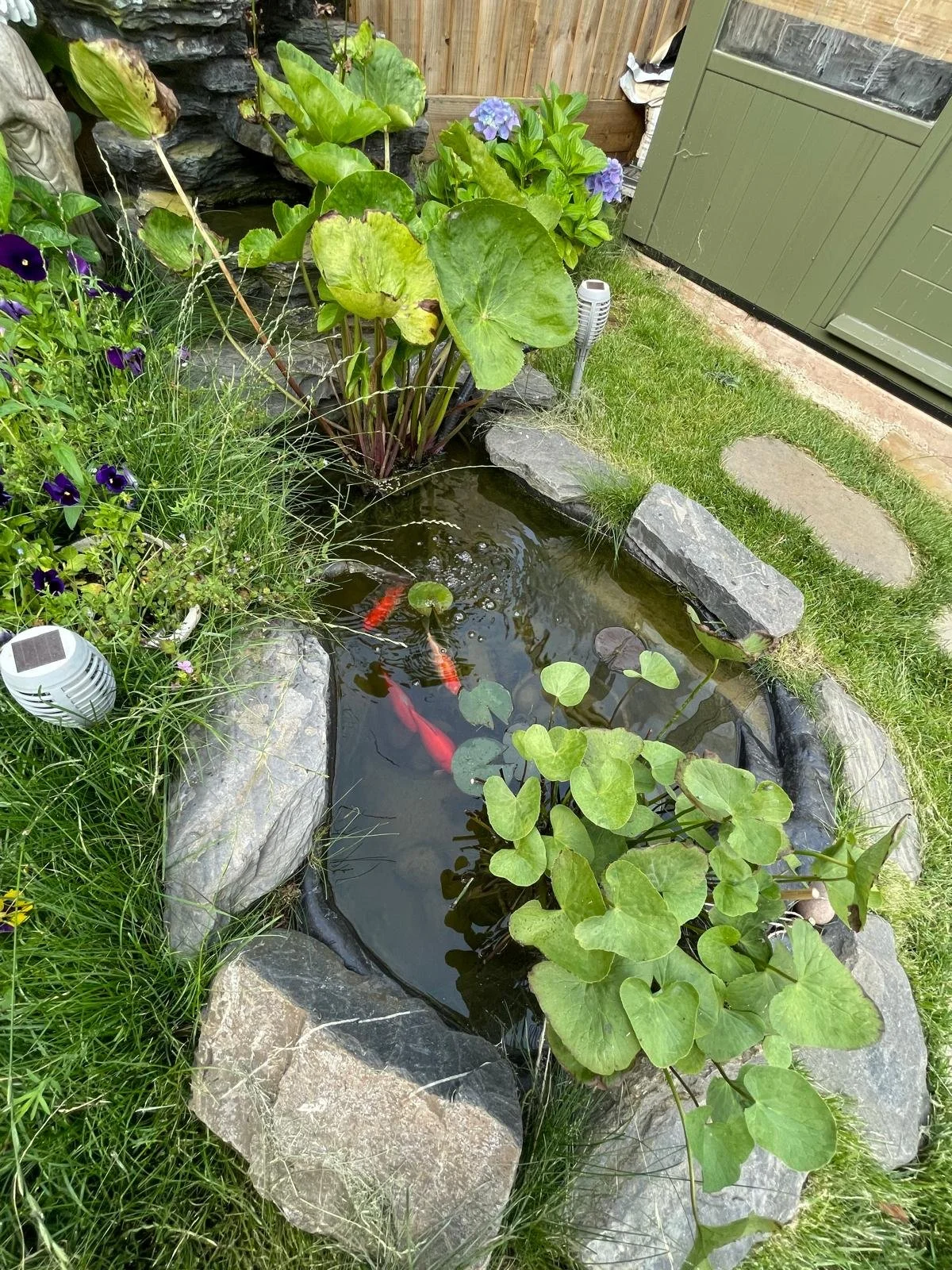 A small pond with koi fish, surrounded by rocks and lush green plants, in a garden with a grassy area, wooden fence, and a green shed.