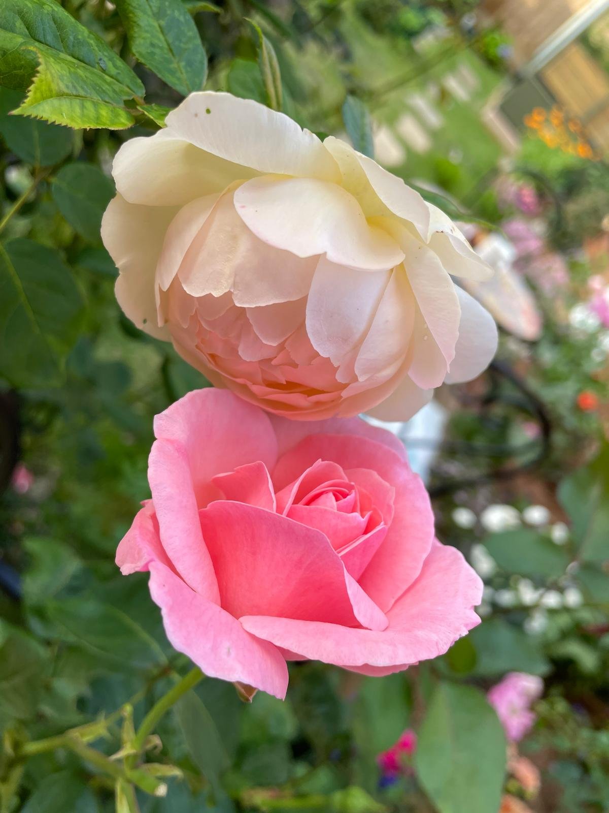 Close-up of two roses, one cream-colored at the top and one pink at the bottom, surrounded by green leaves.