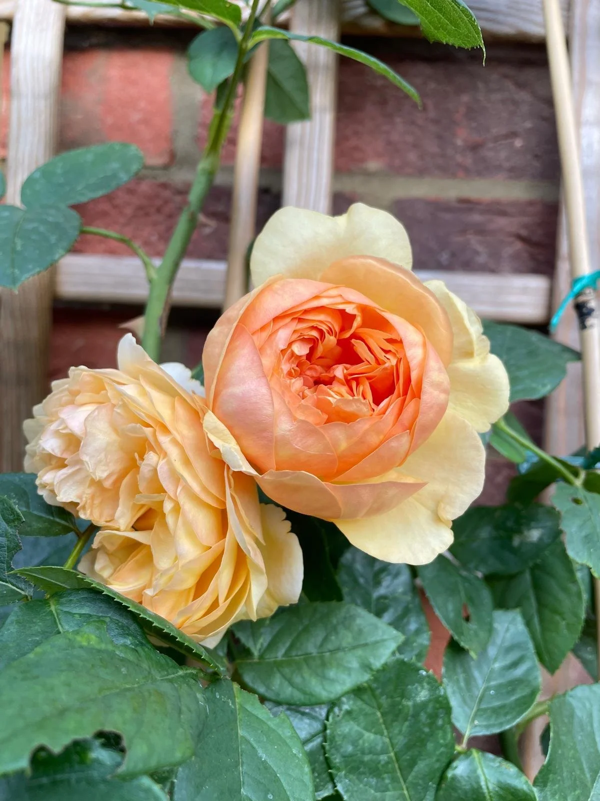 A blooming orange and yellow rose with green leaves in a garden, with a brick wall and wooden support structure in the background.