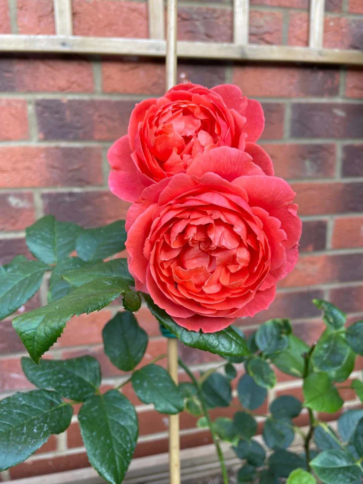 Two blooming red roses with dark green leaves against a brick wall background.