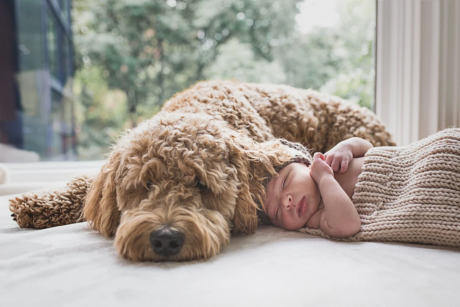 chicago-baby-and-dog-lifestyle-session.jpg