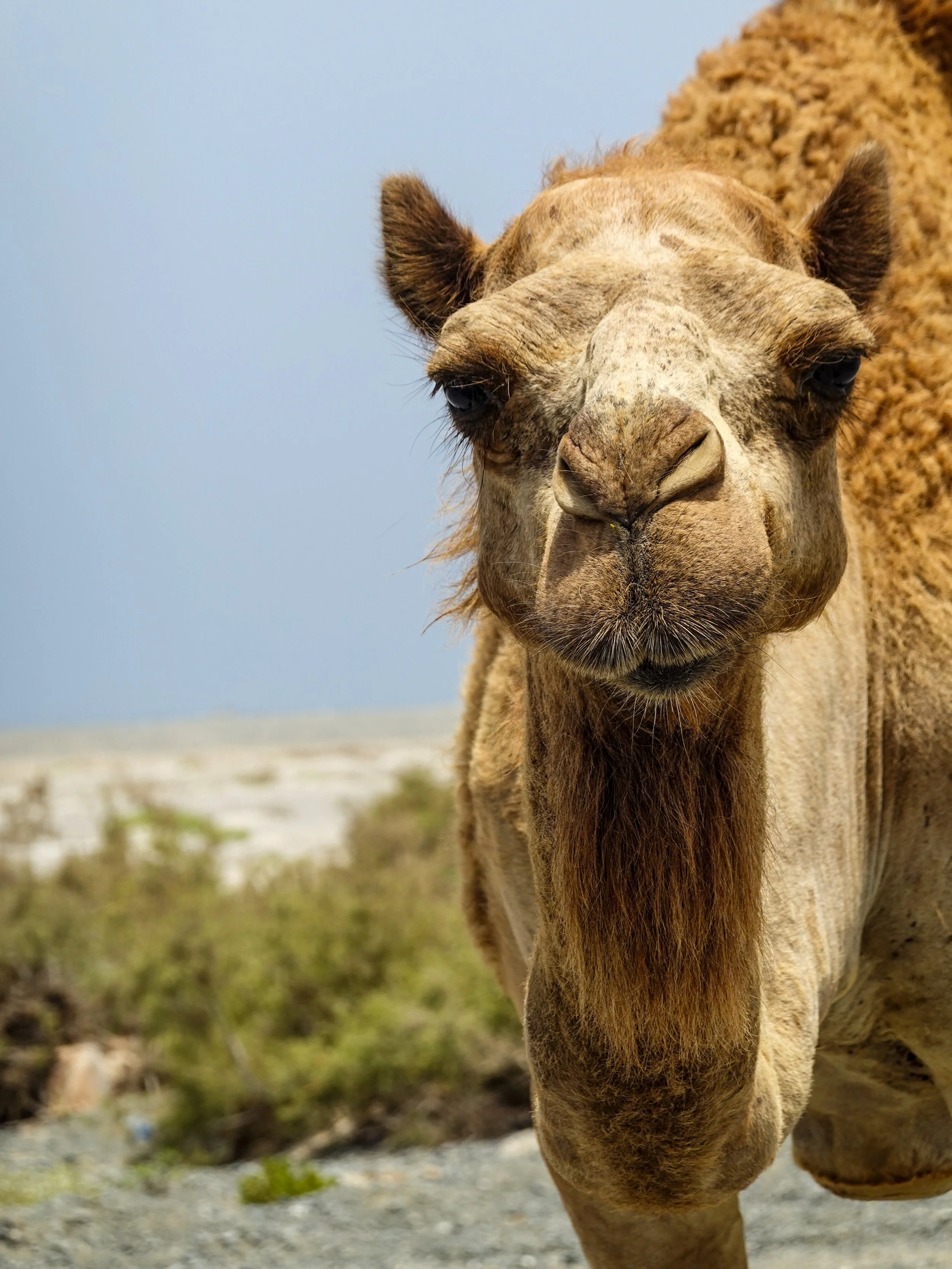 Masirah Island, Oman