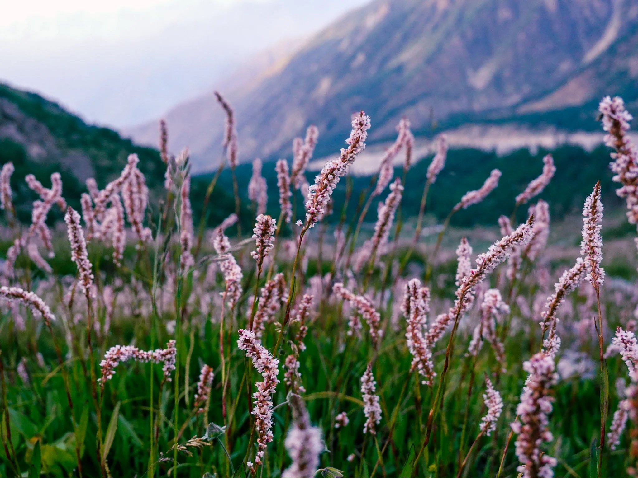 Flowers in Pakistan