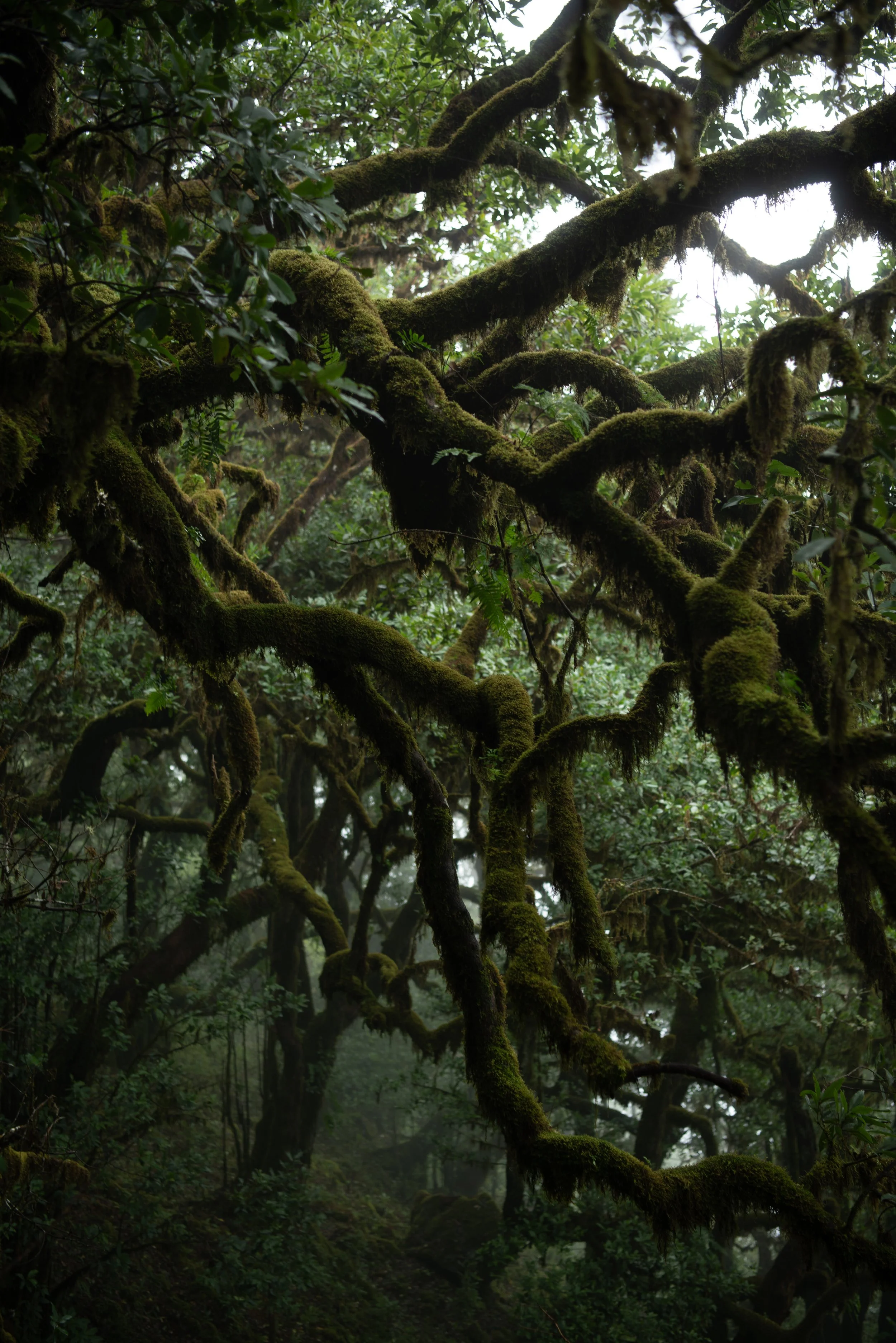 Fanal Forest - Madeira, Portugal