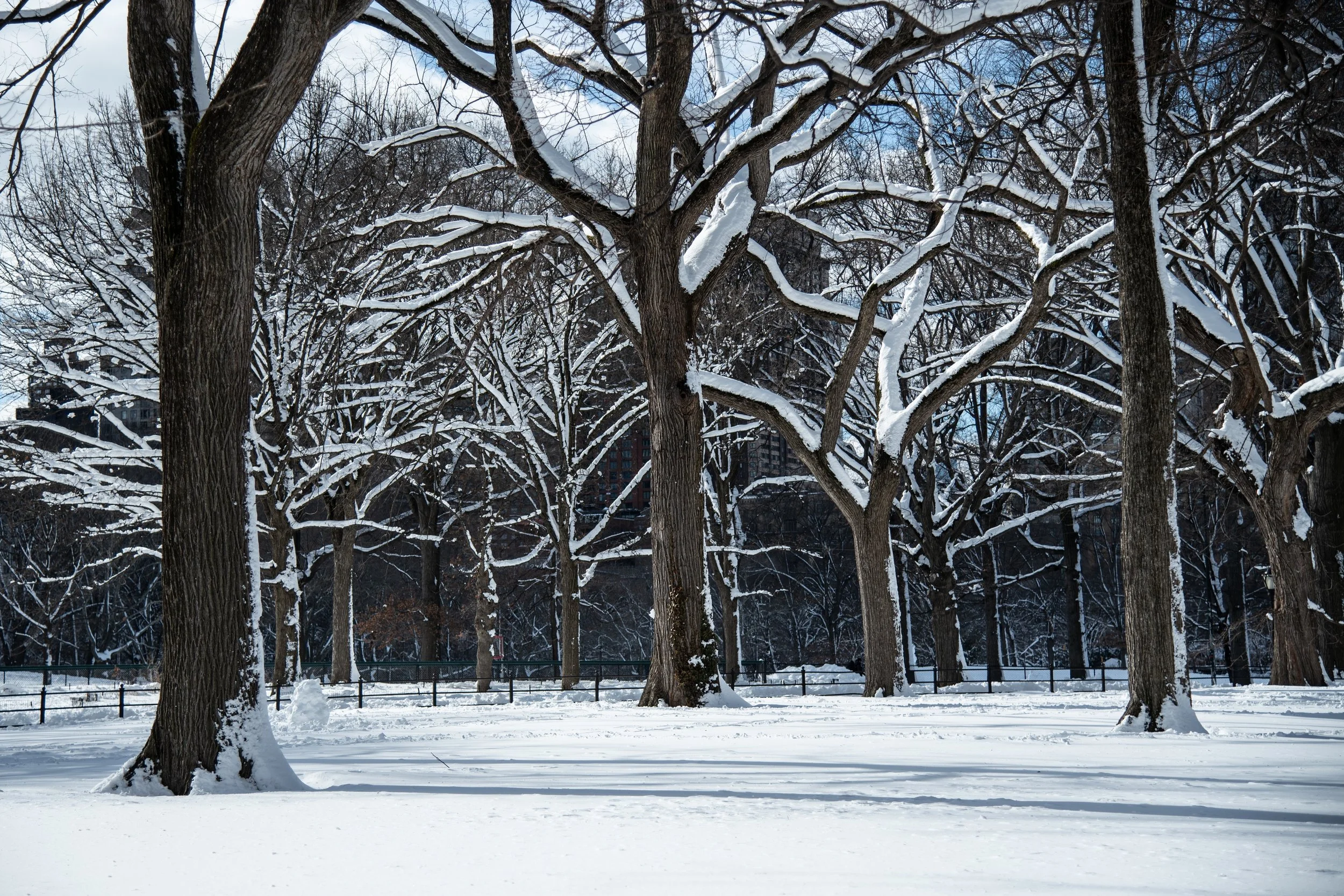 Central Park, NYC - Winter 2026