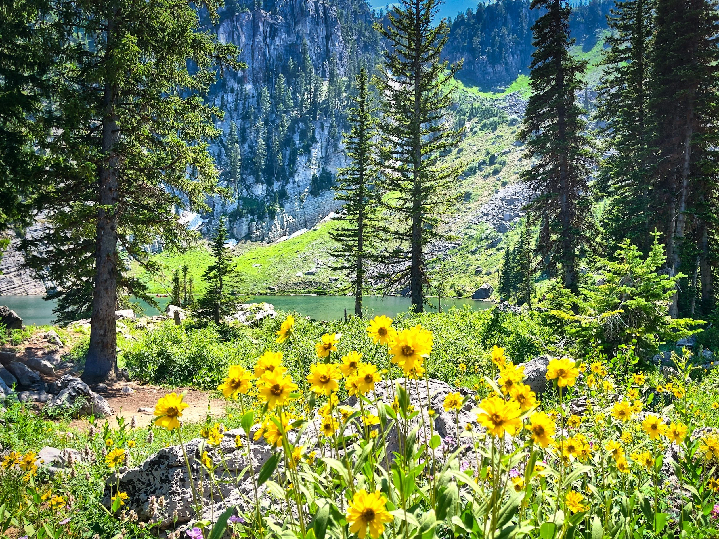 A vibrant mountain landscape with tall pine trees, yellow wildflowers in the foreground, a green grassy hillside, and rocky cliffs in the background, under a clear blue sky.