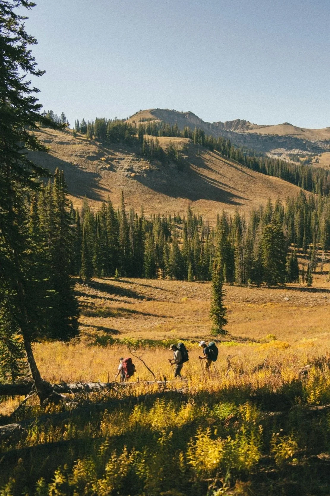 Three hikers with backpacks walking through a grassy area in a mountainous forest landscape with tall pine trees and rolling hills under a clear sky.