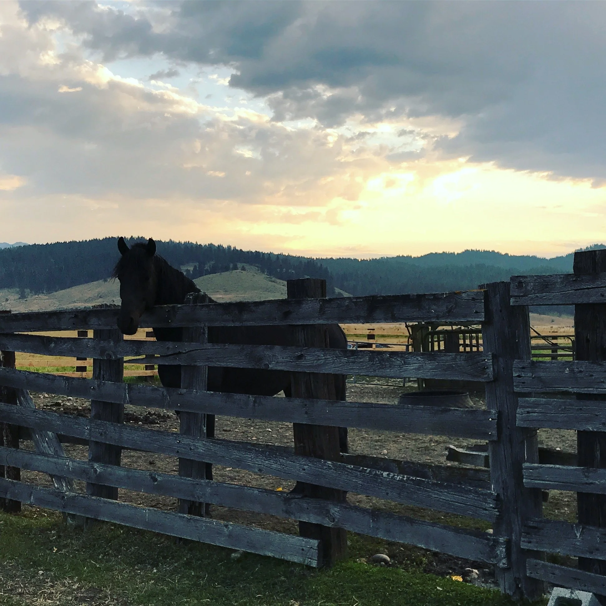 A dark horse peeking over a wooden fence with rolling hills and a cloudy sky in the background