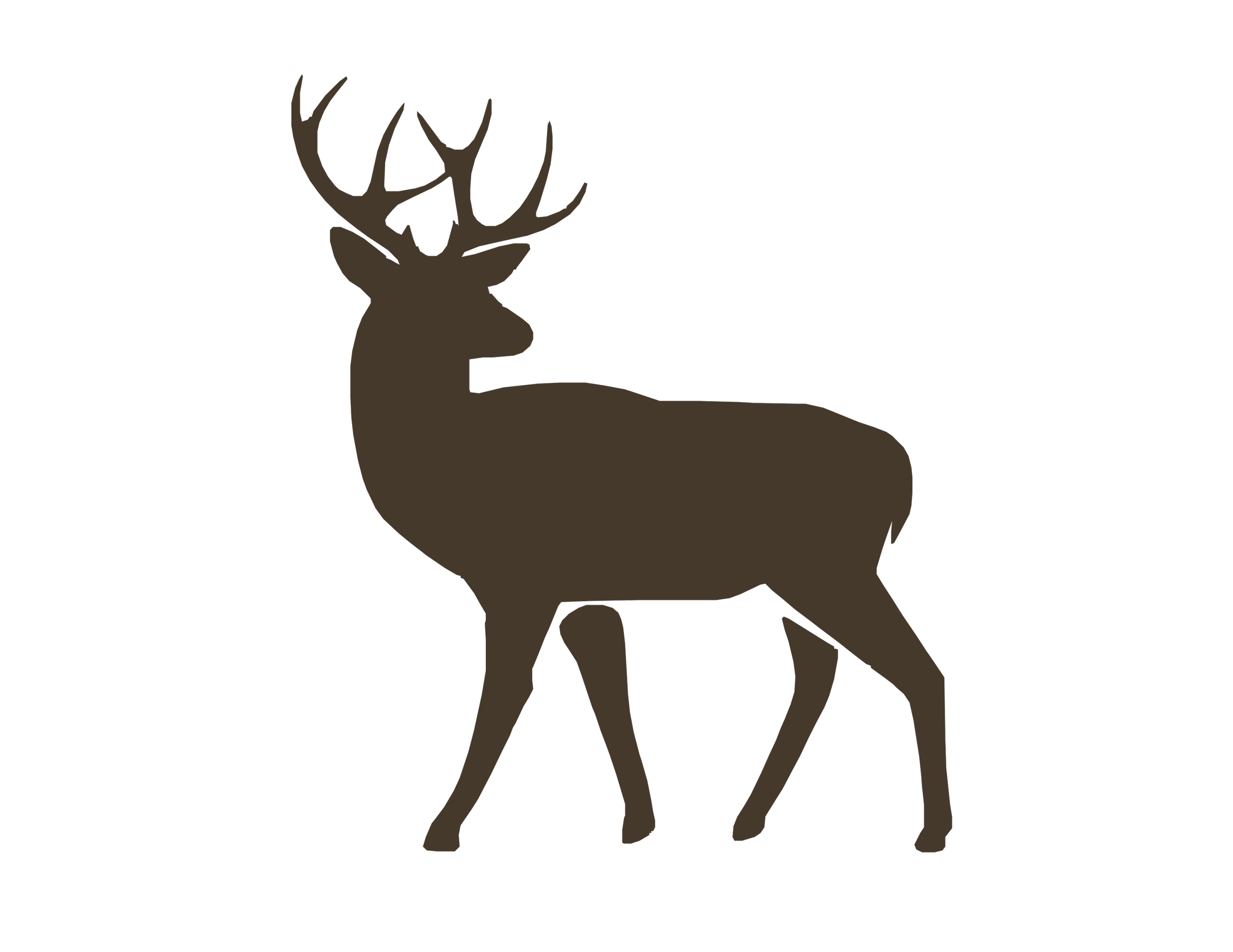 Drawing of mule deer stag turned