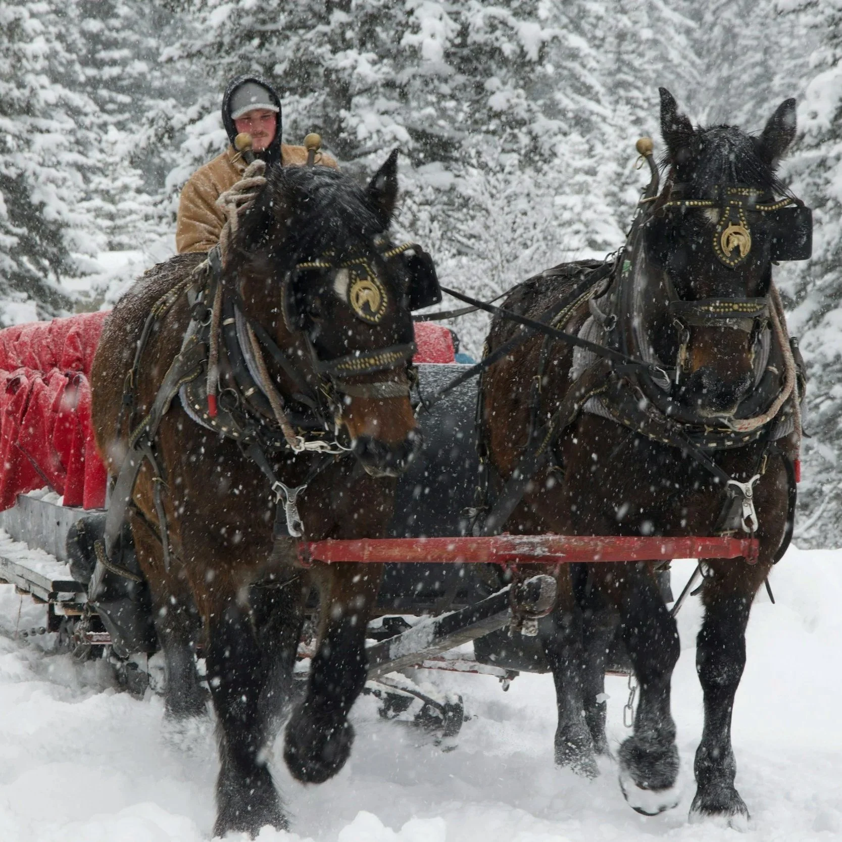 Man riding horses pulling a sleigh through a snowy forest.