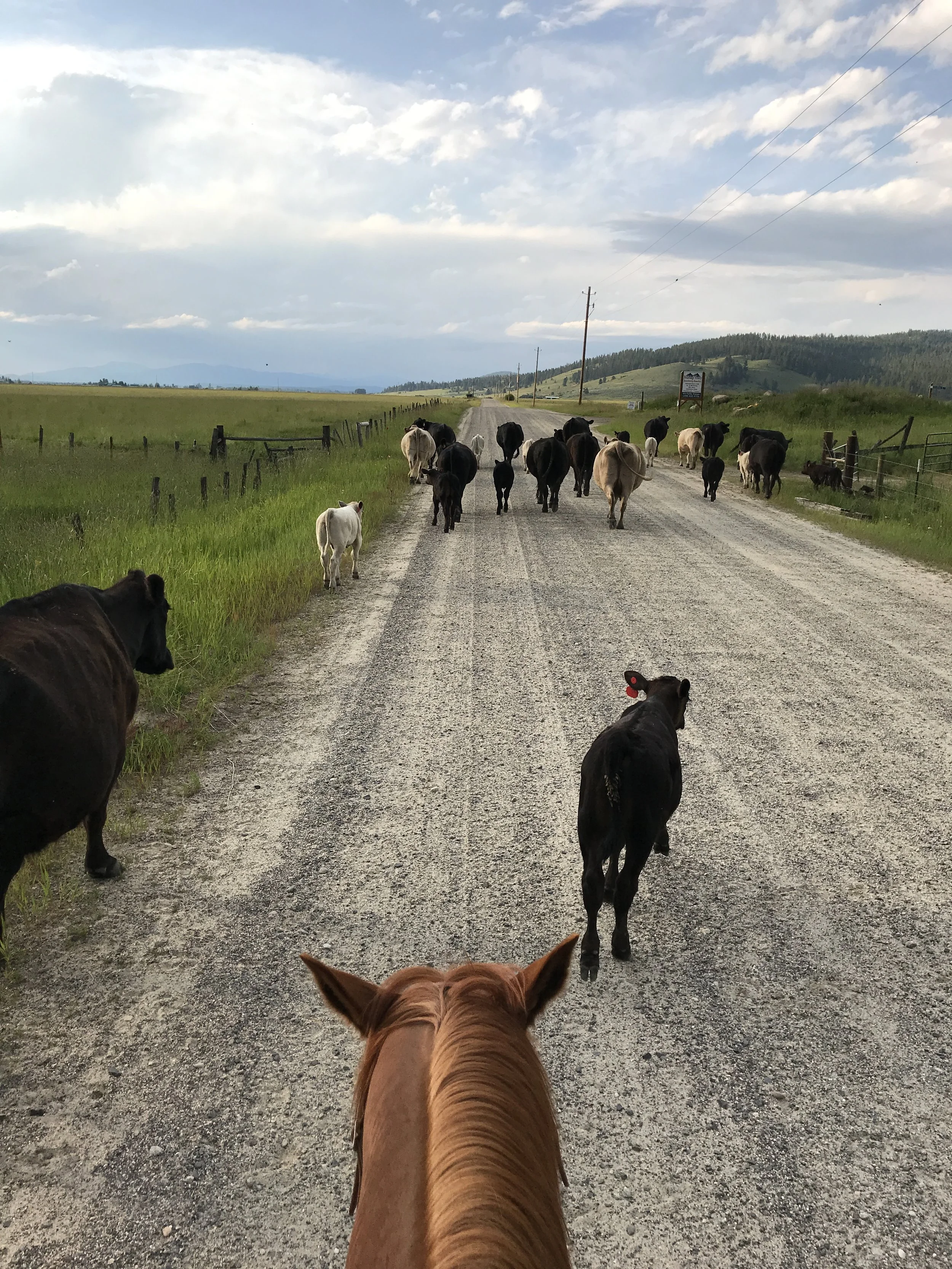 View from a horse rider's perspective showing various cows walking down a gravel road in a rural landscape with grass fields, distant hills, and a partly cloudy sky.