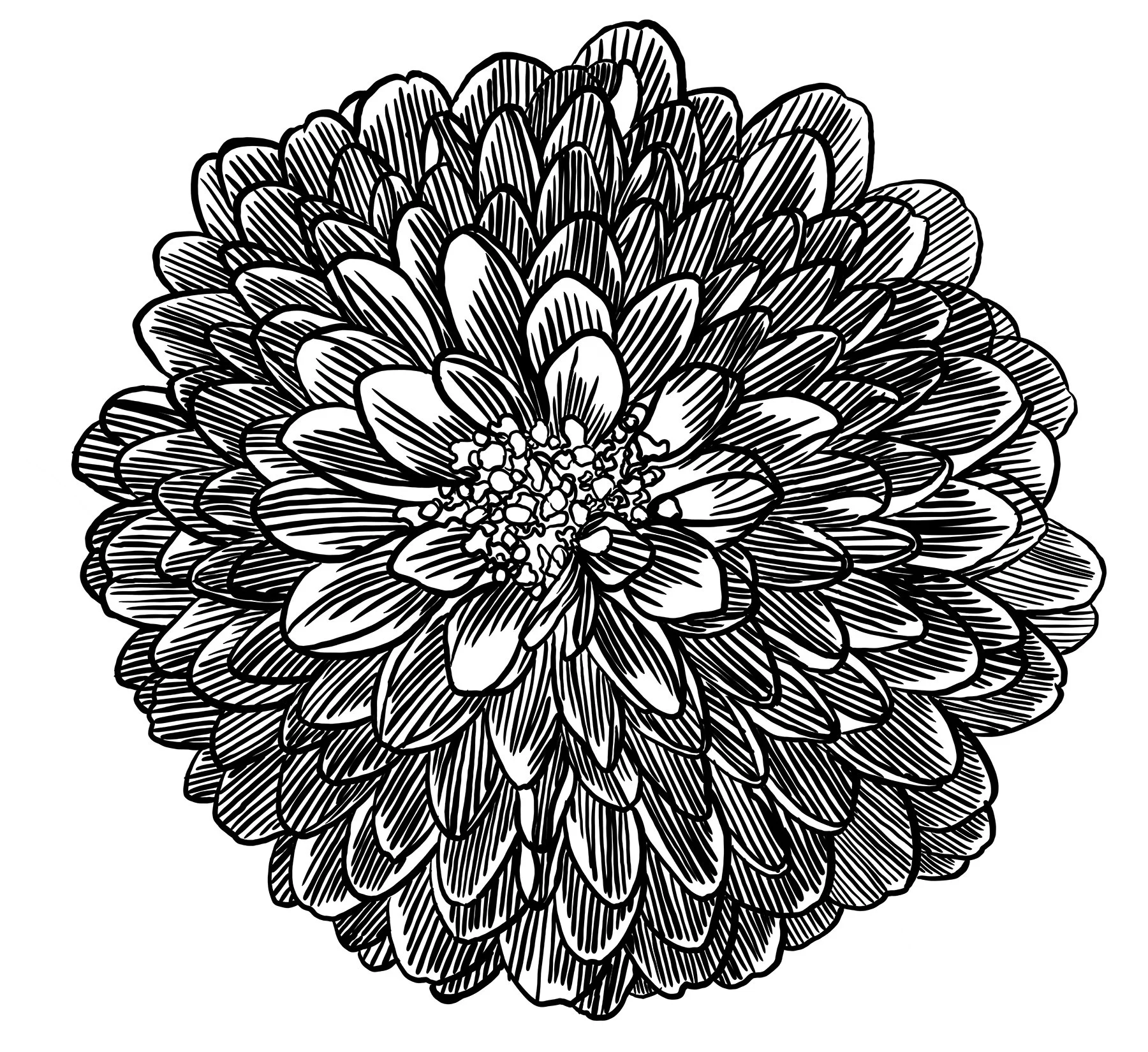FlowerBloom015x5.jpg