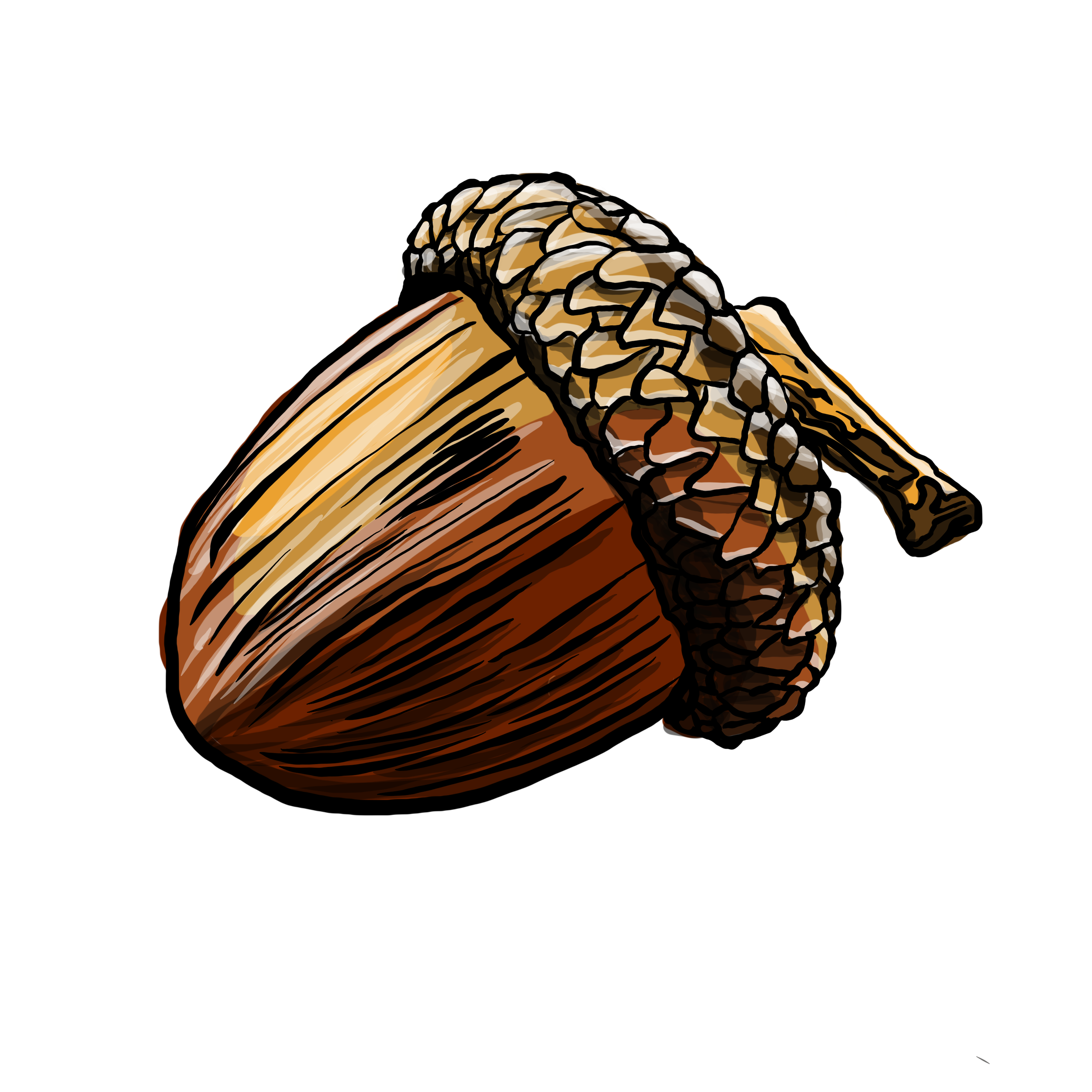 Acorn.png