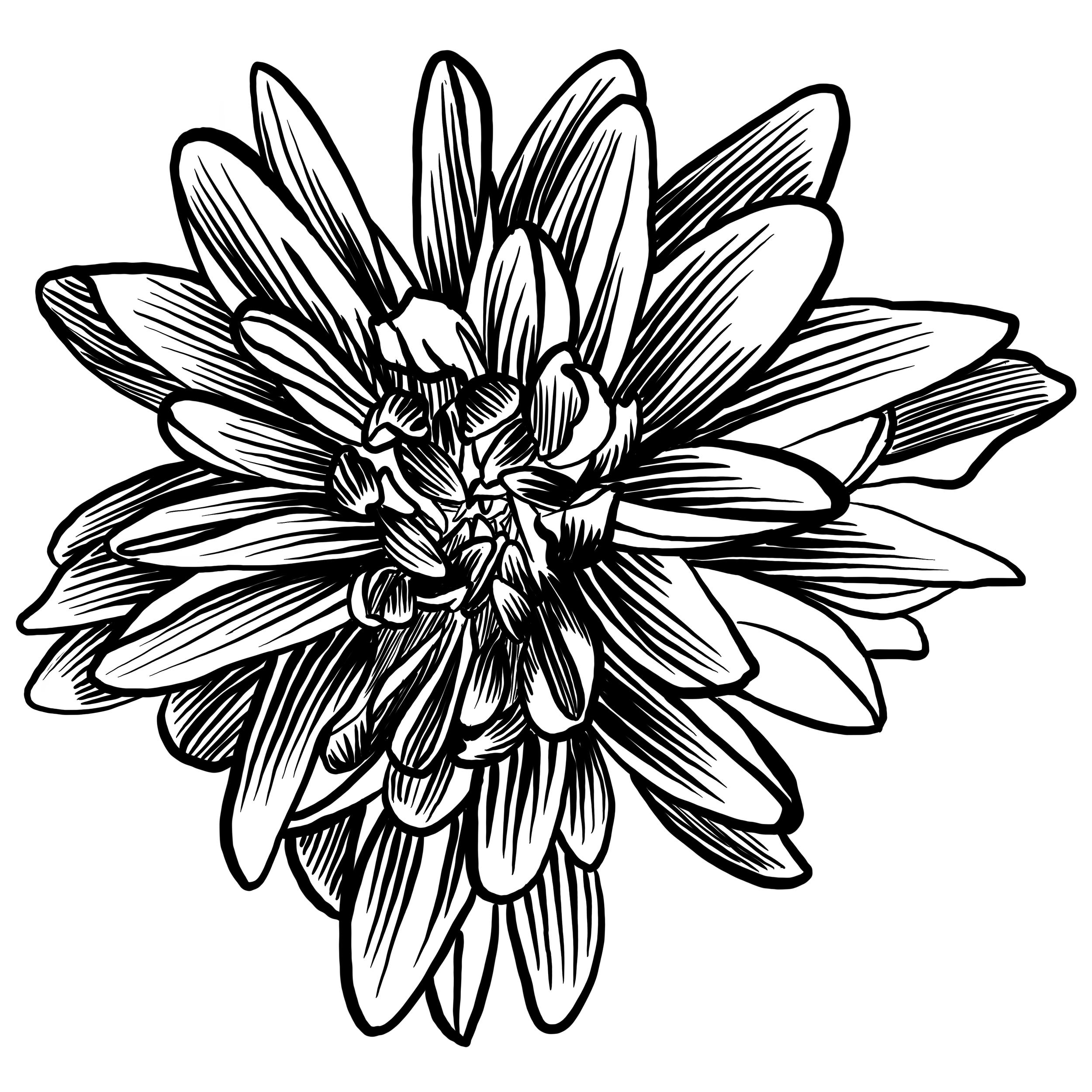FlowerBloom03_SQ.png
