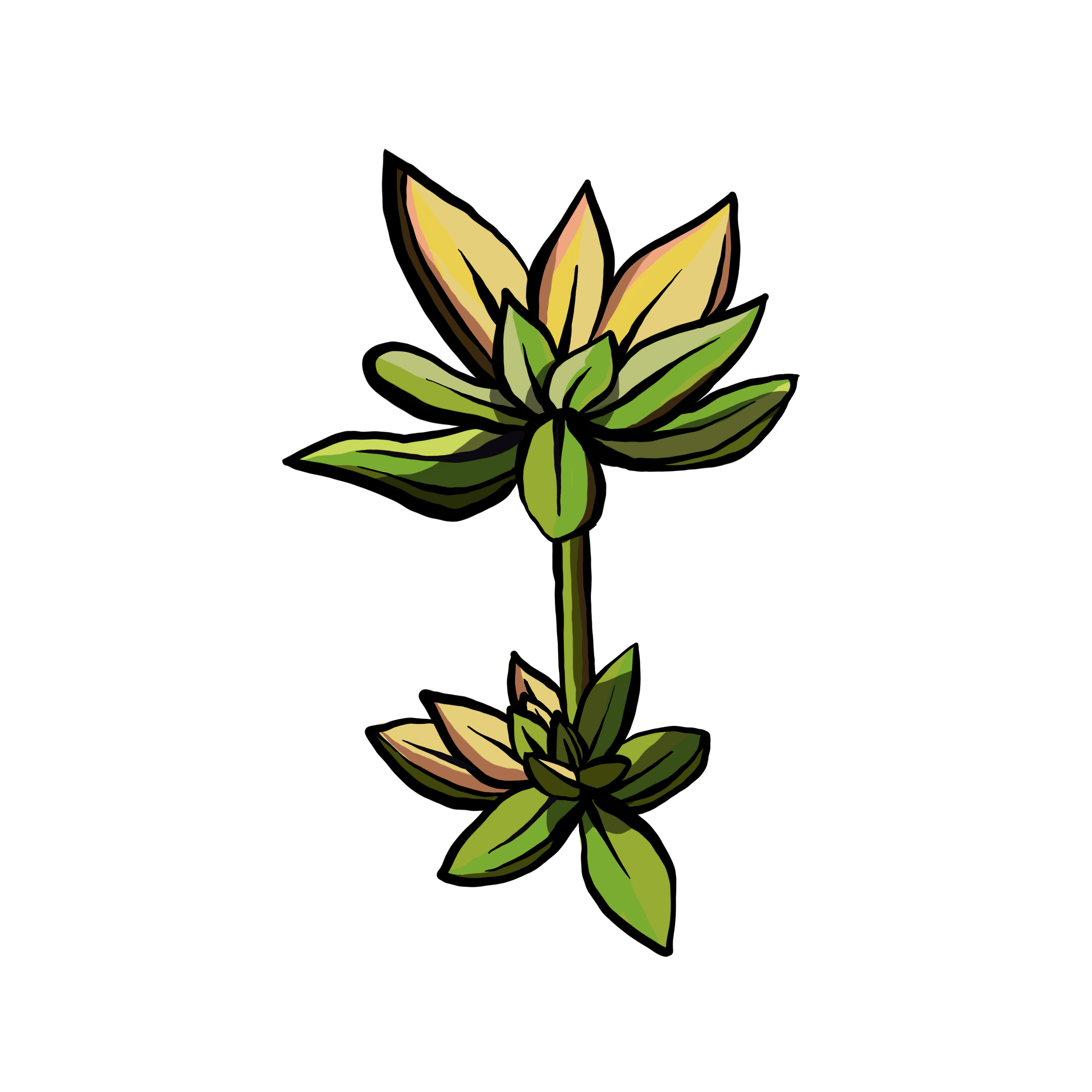 Succulents04.png