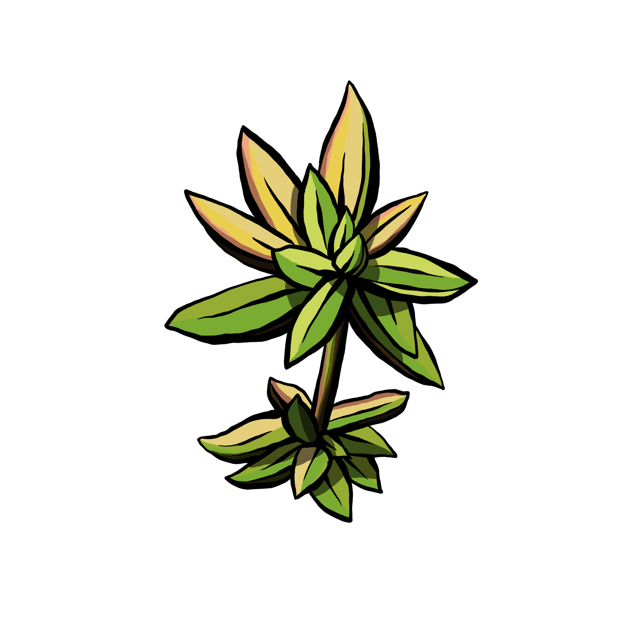 Succulents05.png