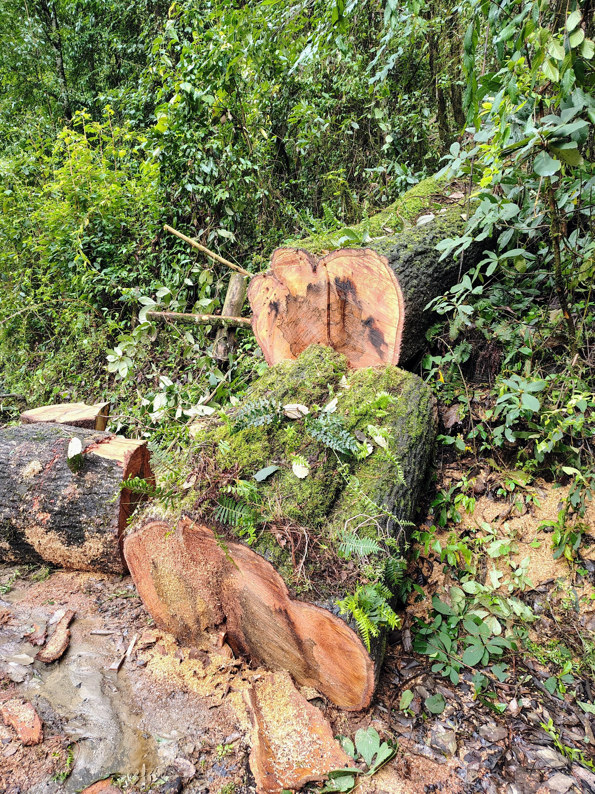 Fallen tree trunks and recovered wood in the forest, where naturally fallen trees are either reused or returned to the forest floor.