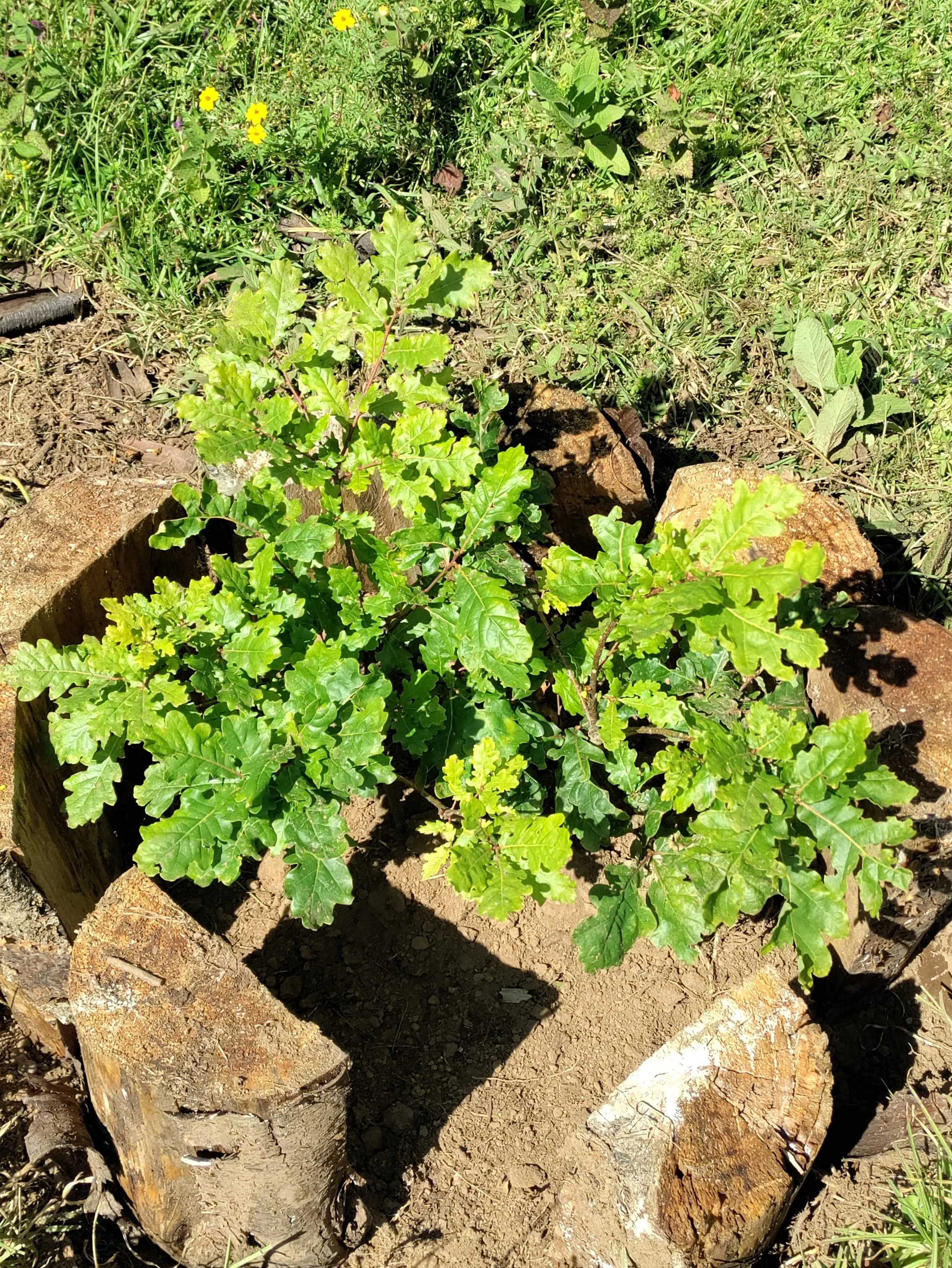 Young native tree seedling growing in the forest as part of ongoing reforestation efforts at El Rizal since 2000.