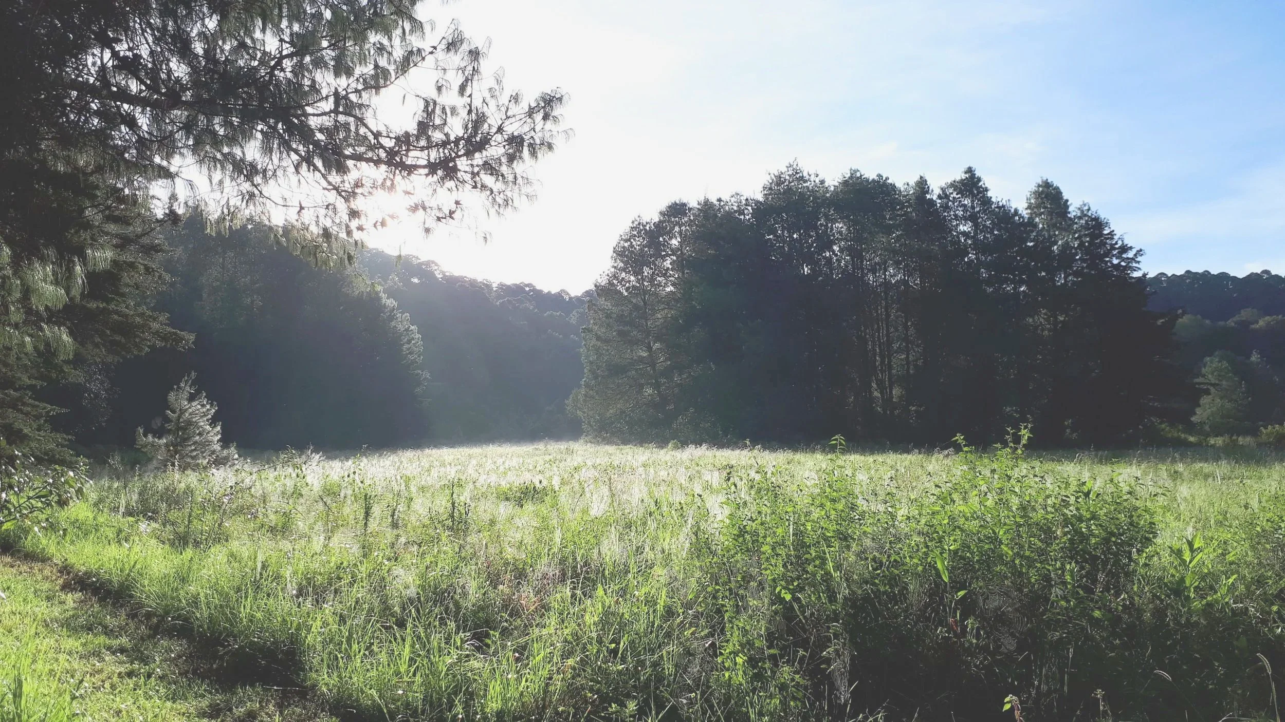 Sunlit meadow surrounded by pine trees at El Rizal, where nature provides a peaceful setting for creativity, learning, and hands-on experiences.