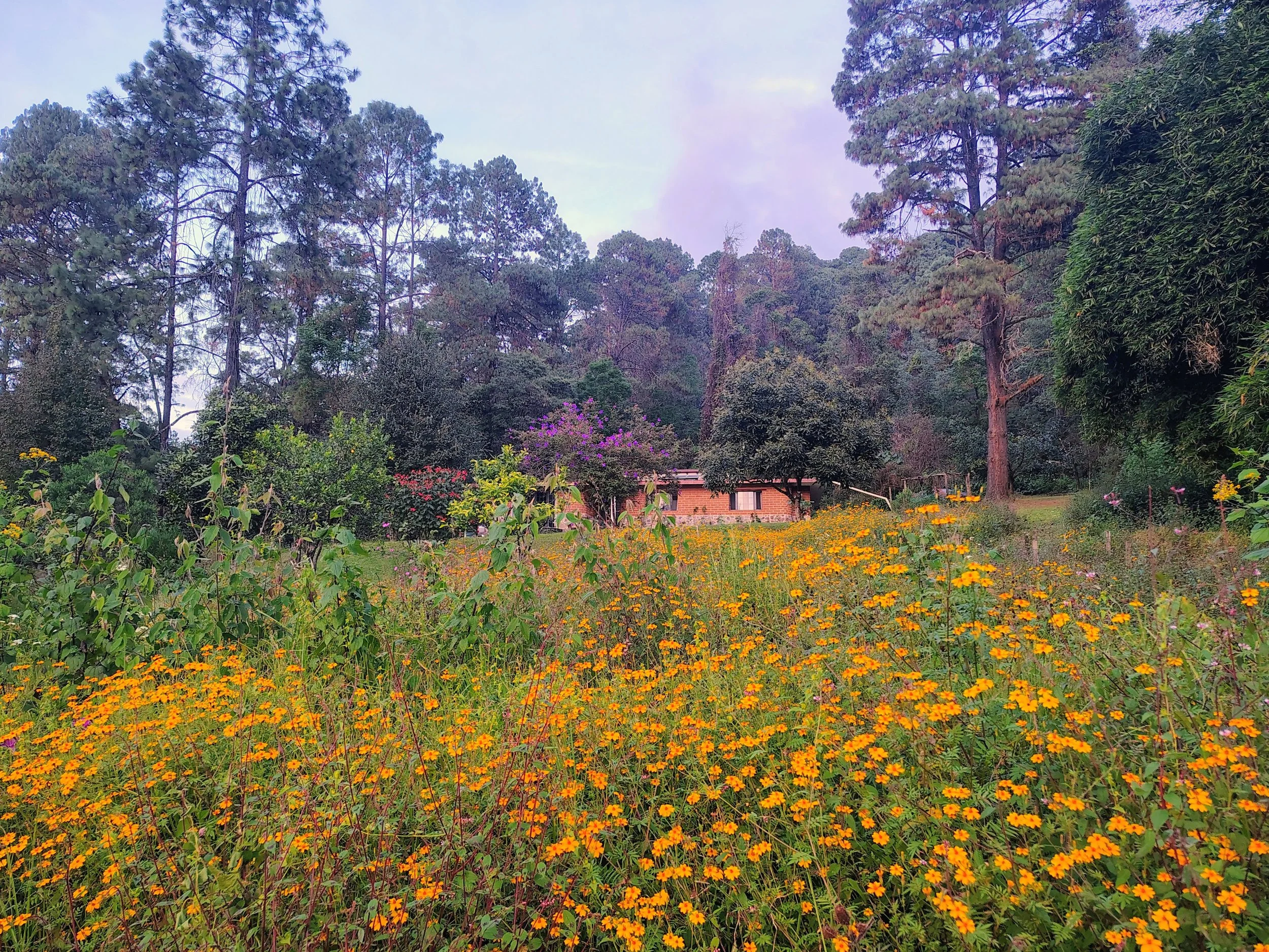 Paisaje de El Rizal con un campo de flores silvestres rodeado de bosque y montañas.