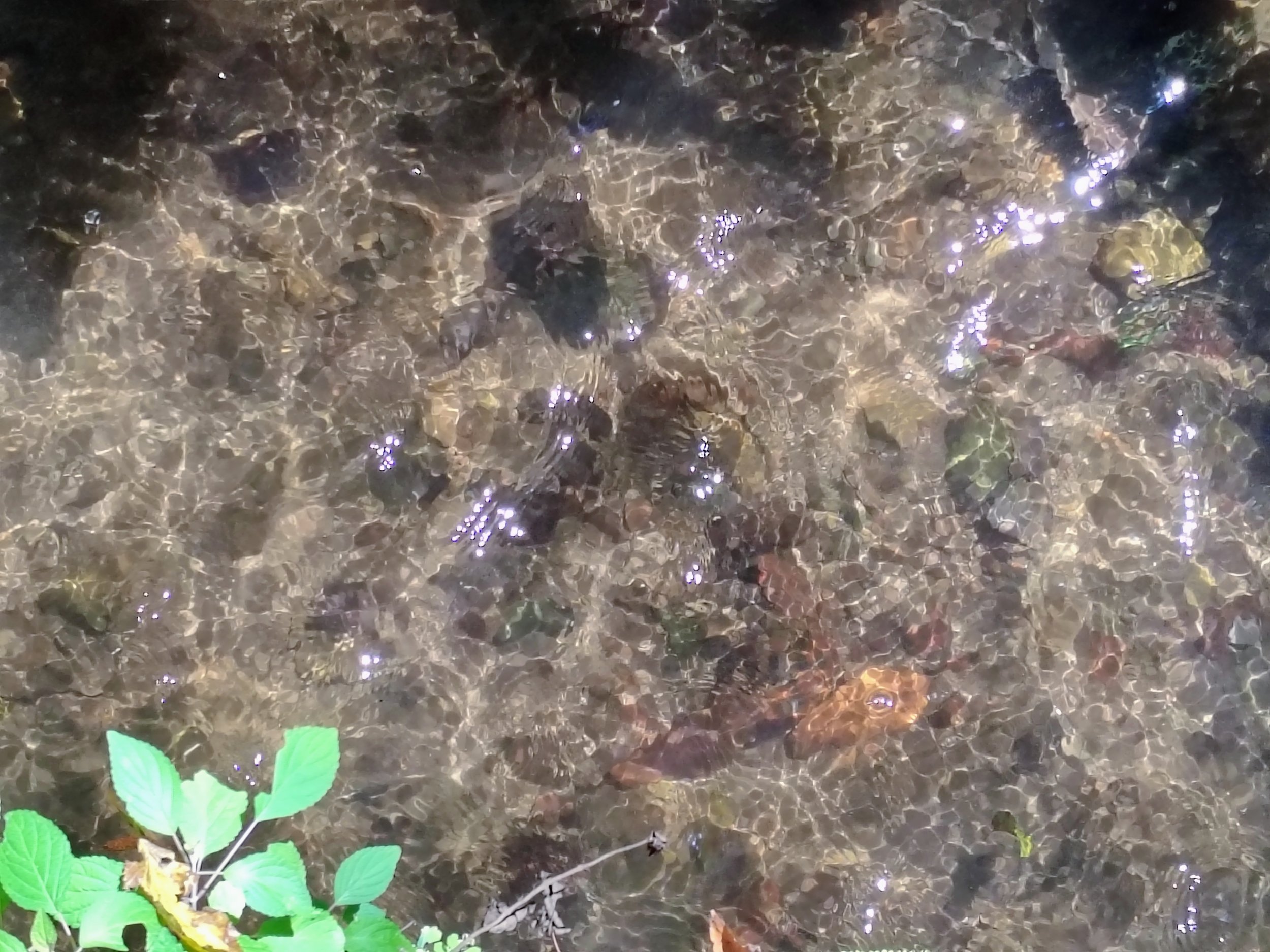 Close-up of a natural water source and forest floor, representing the conscious and responsible use of natural resources at El Rizal.