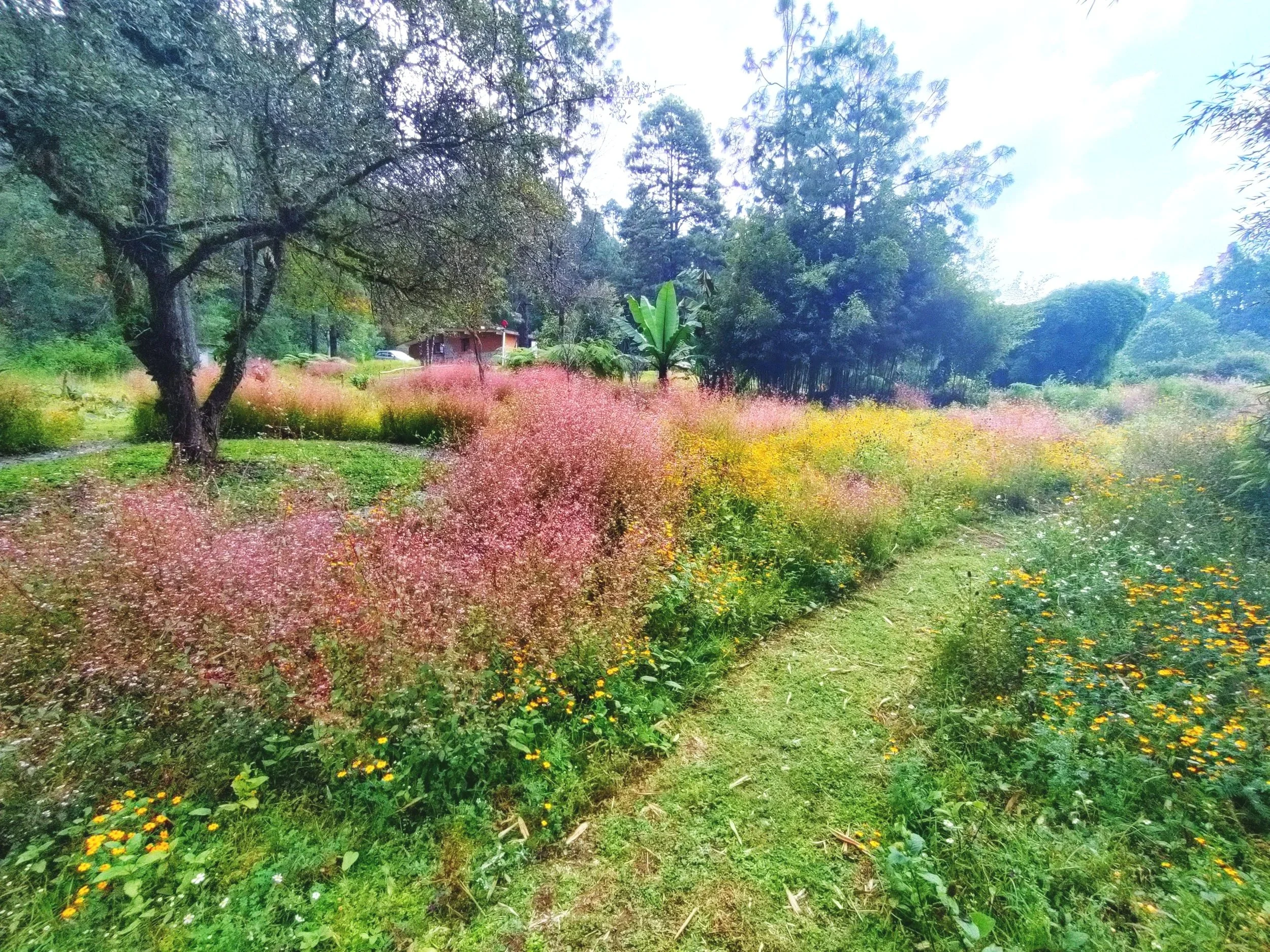 Wildflower meadow surrounding El Rizal, with native trees and forest creating a peaceful, self-sustaining environment in Valle de Bravo.