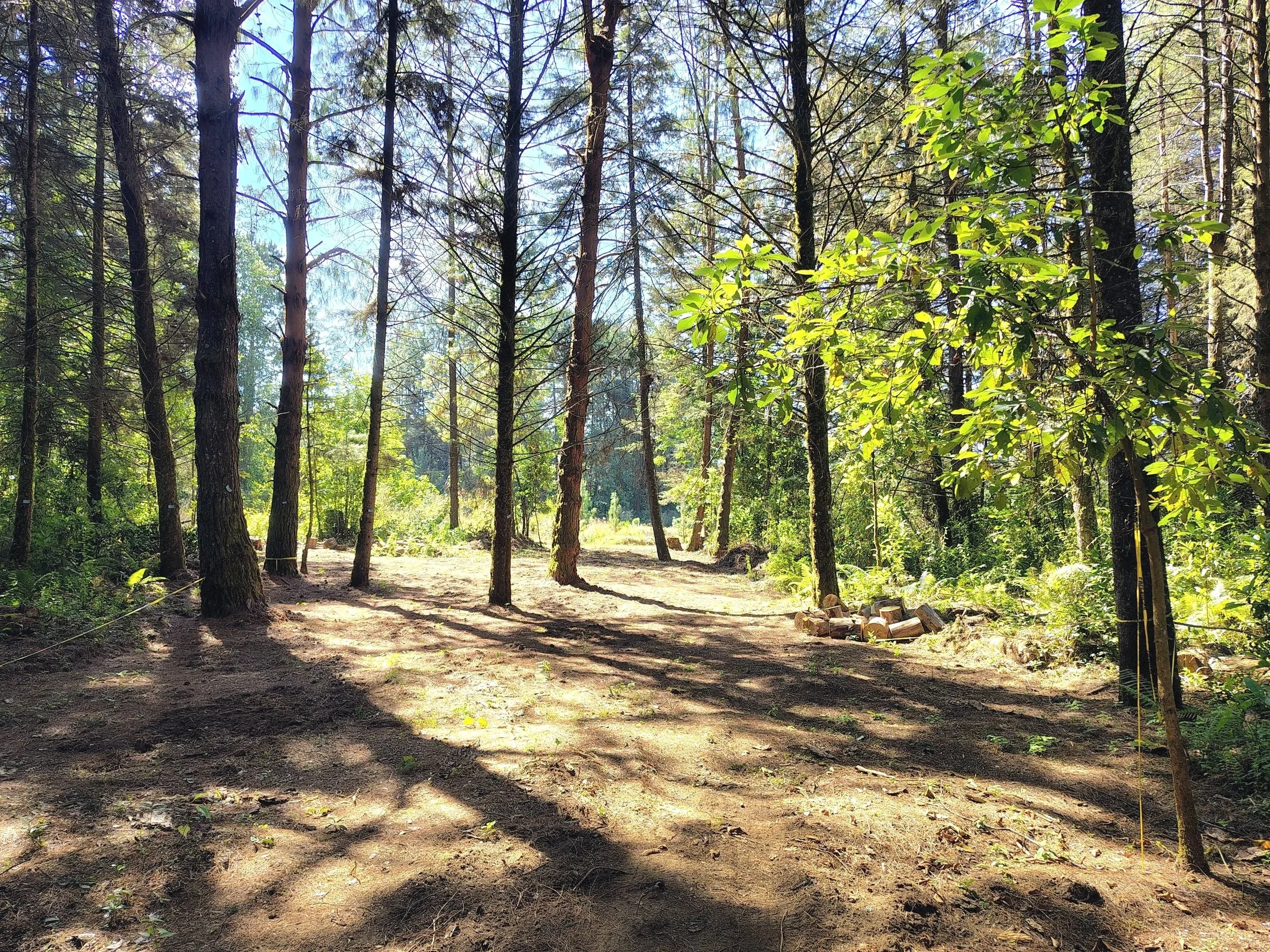 Sunlight filters through the pine and oak forest at El Rizal, where restored woodland reflects the property's long-term commitment to conservation and reforestation.