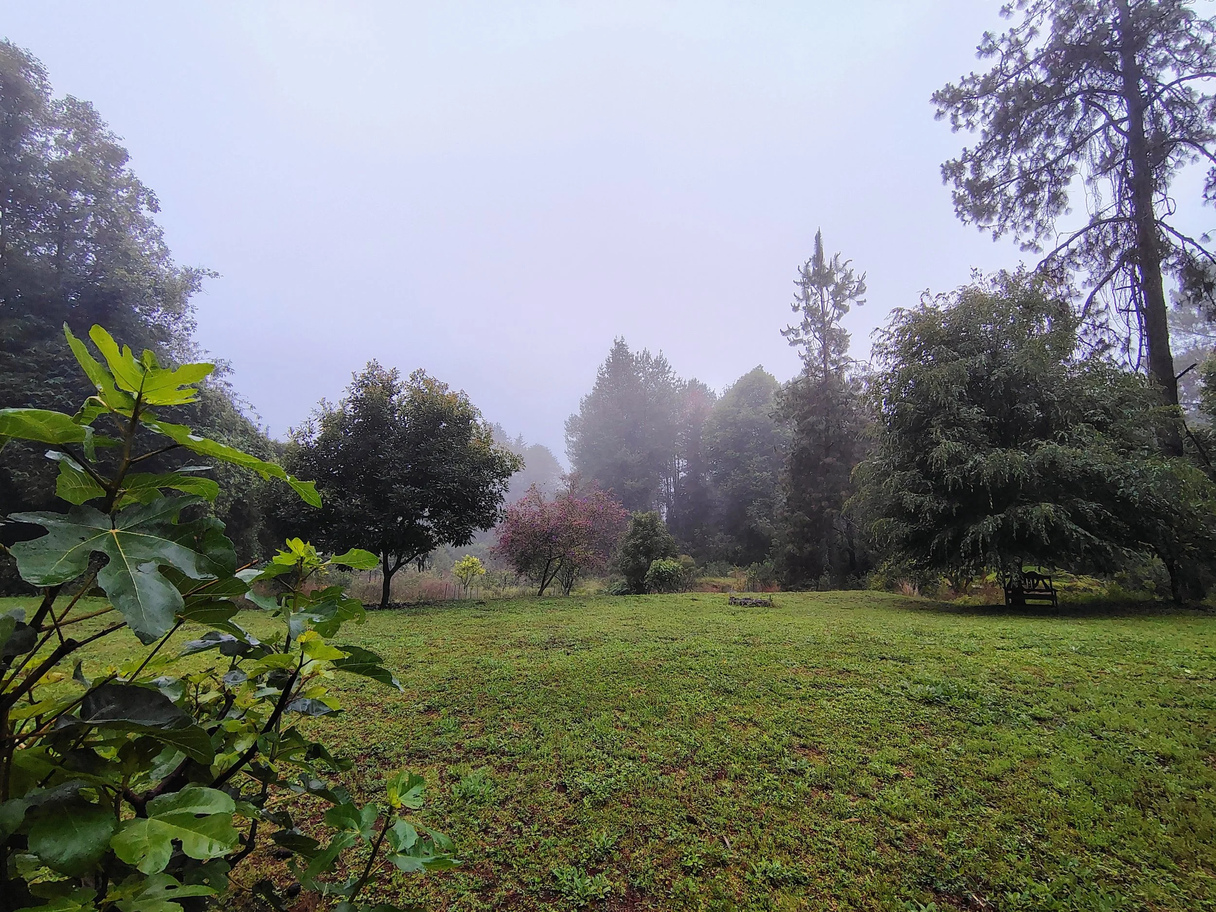 Morning view of the gardens and forest at Gaspart Studio – El Rizal, the new home of the woodworking and ceramics schools in Valle de Bravo.