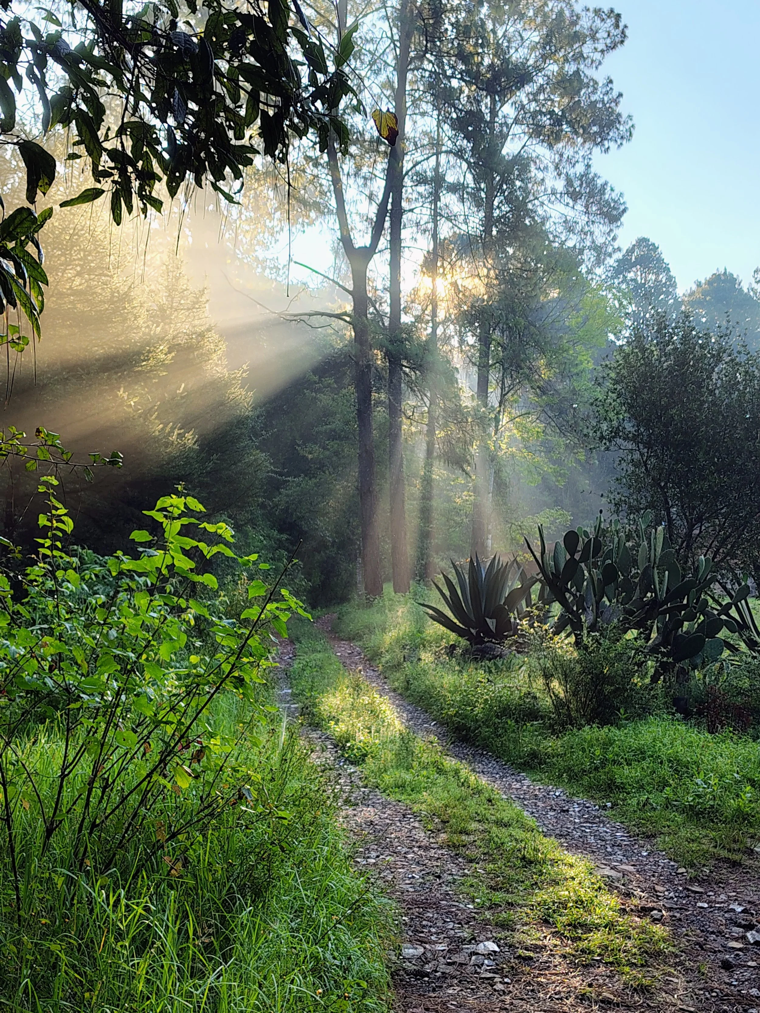 Rayos de sol atravesando los árboles sobre una tranquila vereda en el bosque de El Rizal, donde las futuras veredas artísticas y los ArtCubes conectarán la creatividad con el entorno natural.