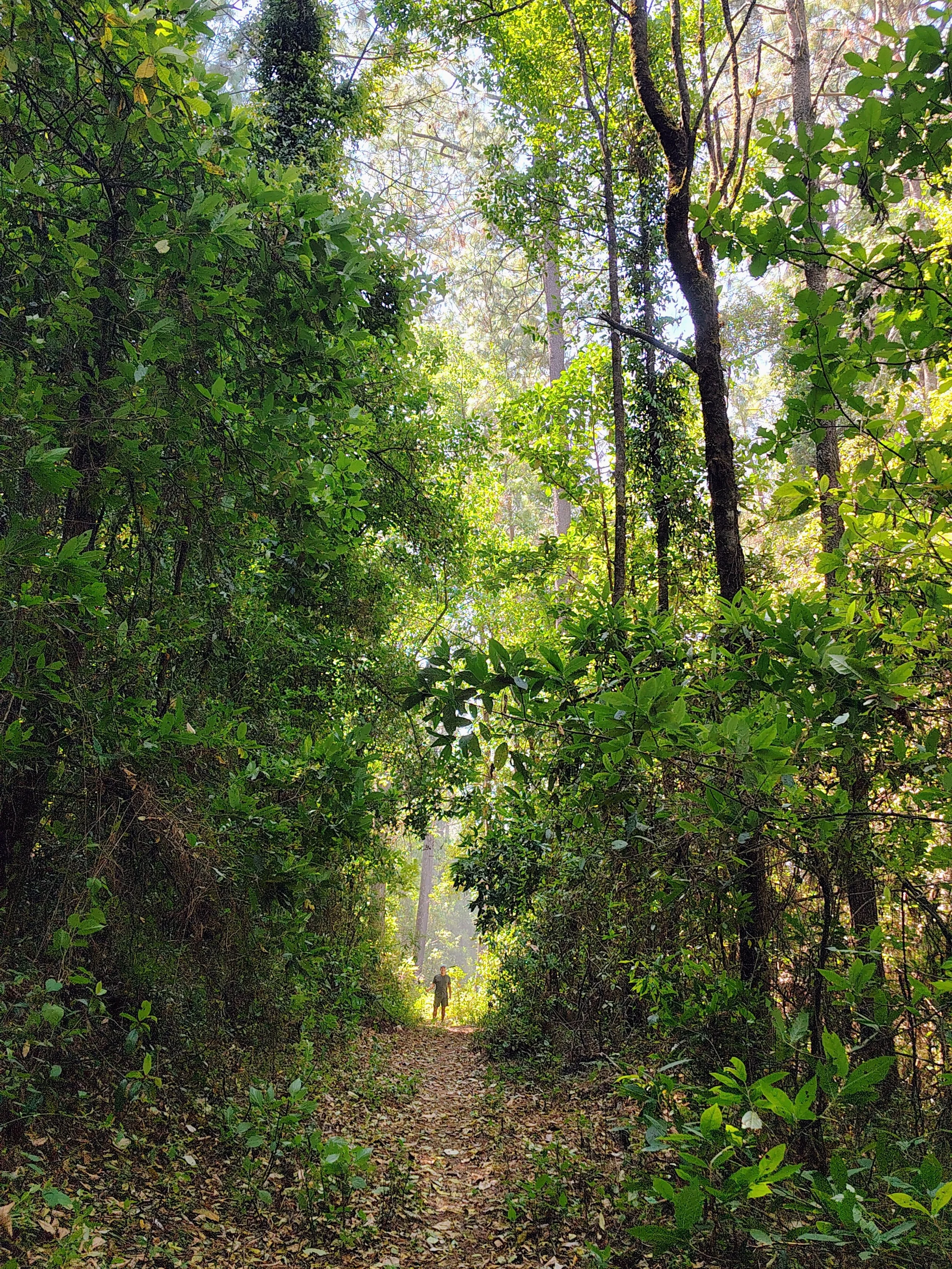 View of the original protected pine and oak forest surrounding El Rizal, preserved by the family