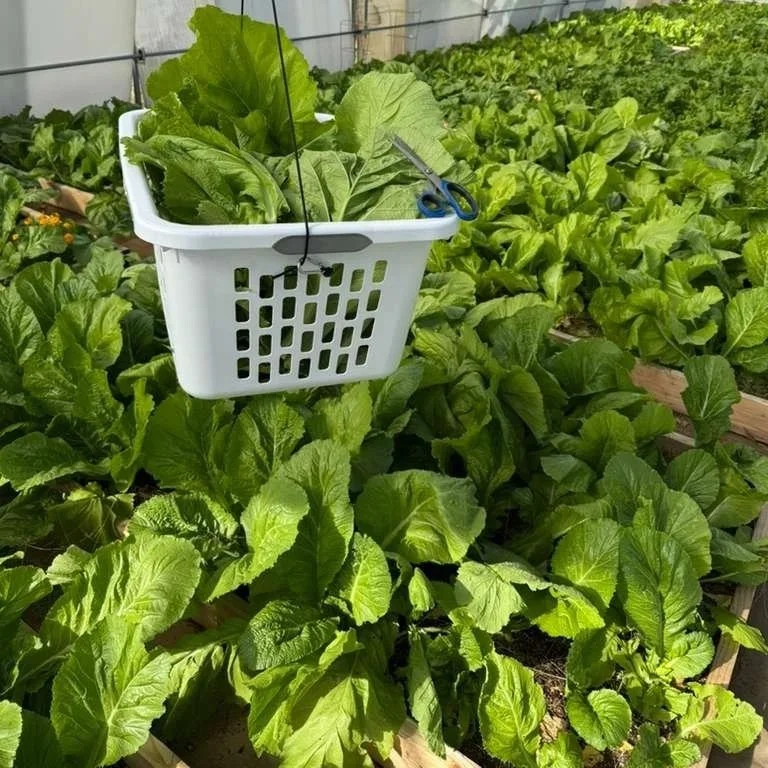 A basket hanging inside a greenhouse filled with leafy greens, with more leafy greens growing in rows below.
