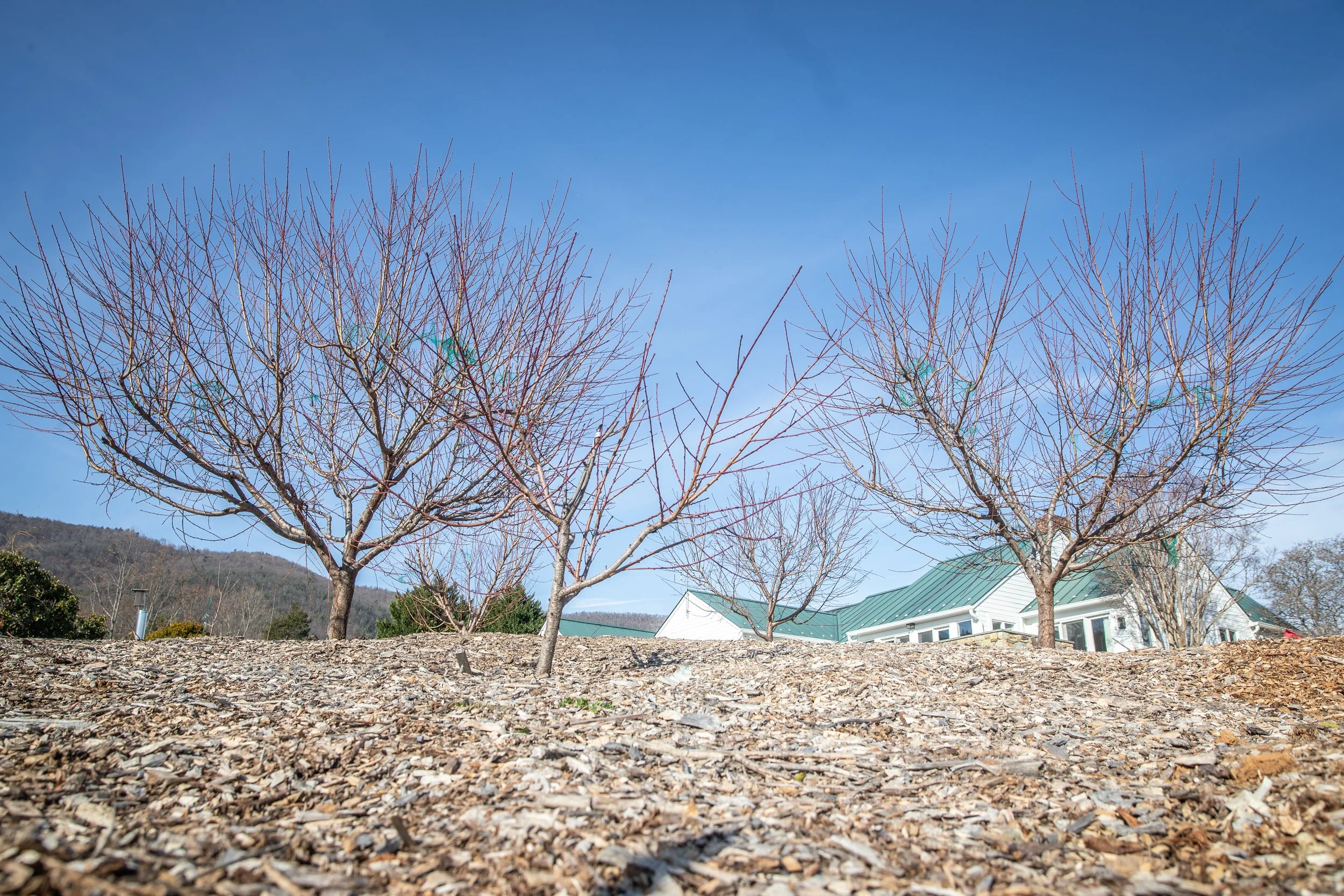 Three leafless trees in a yard with a house in the background under a clear blue sky.